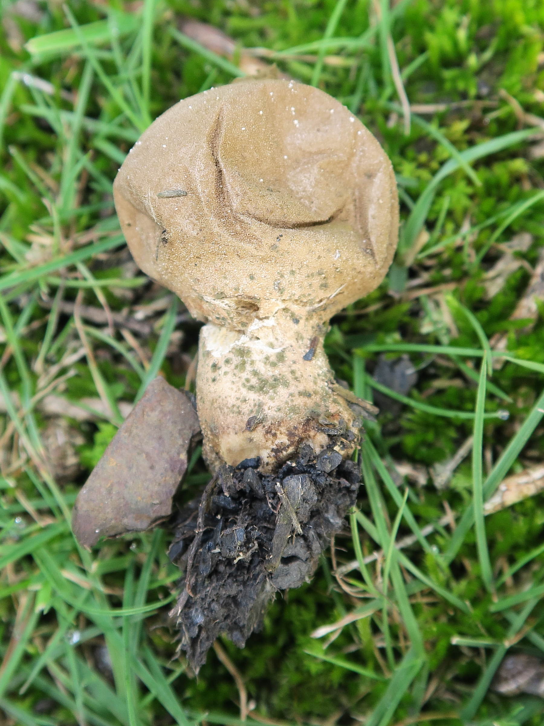 Afficher le média lycoperdon_lividum2md lycoperdon_lividum2md