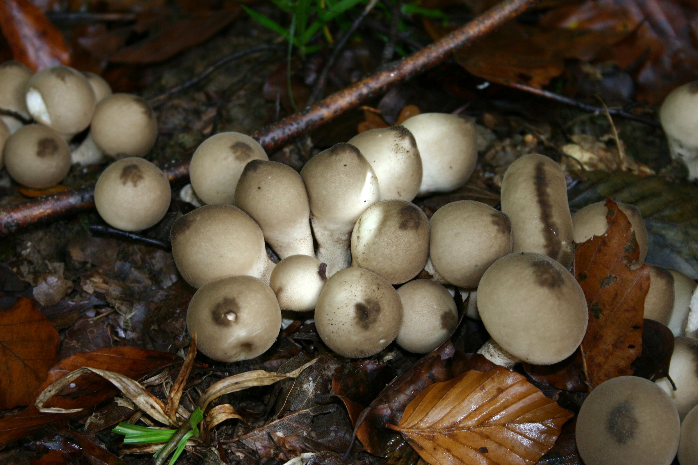 Afficher le média lycoperdon_pyriforme1sd lycoperdon_pyriforme1sd