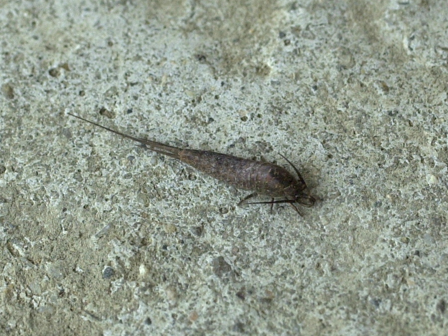 machilis_polypoda2md