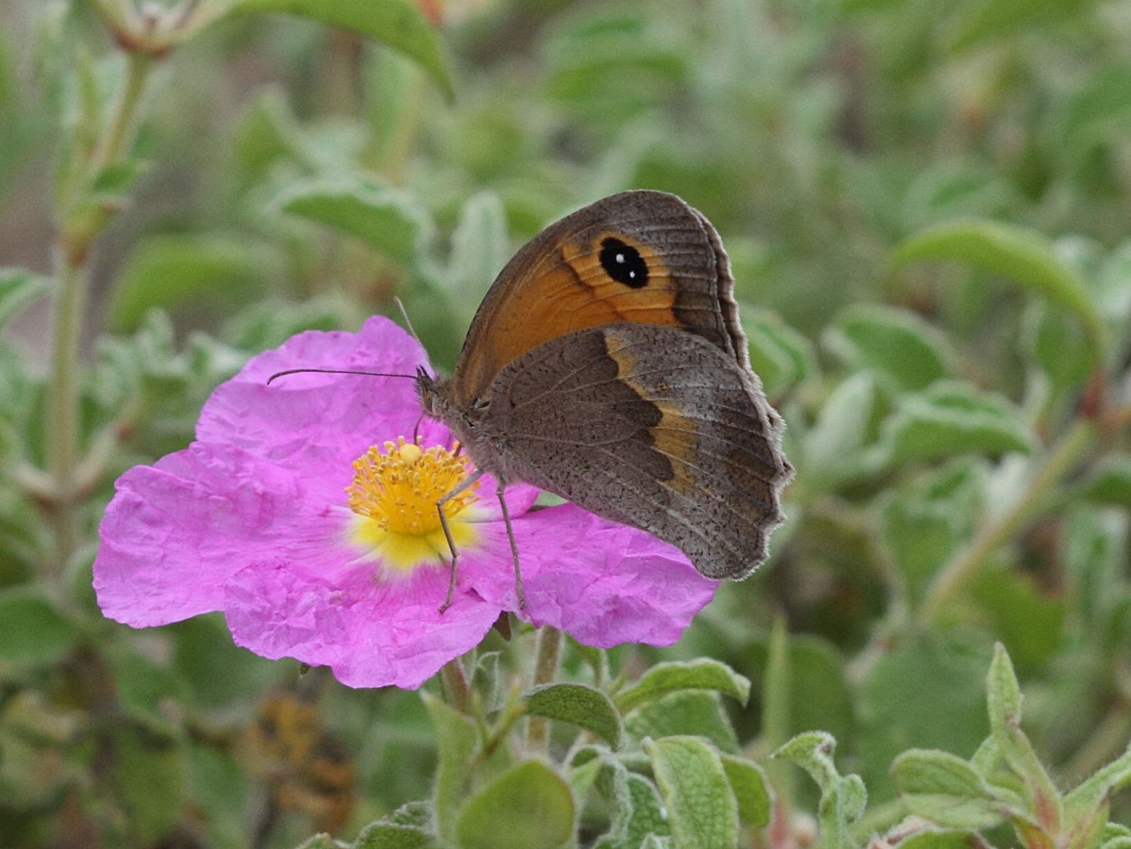 maniola_telmessia3bd