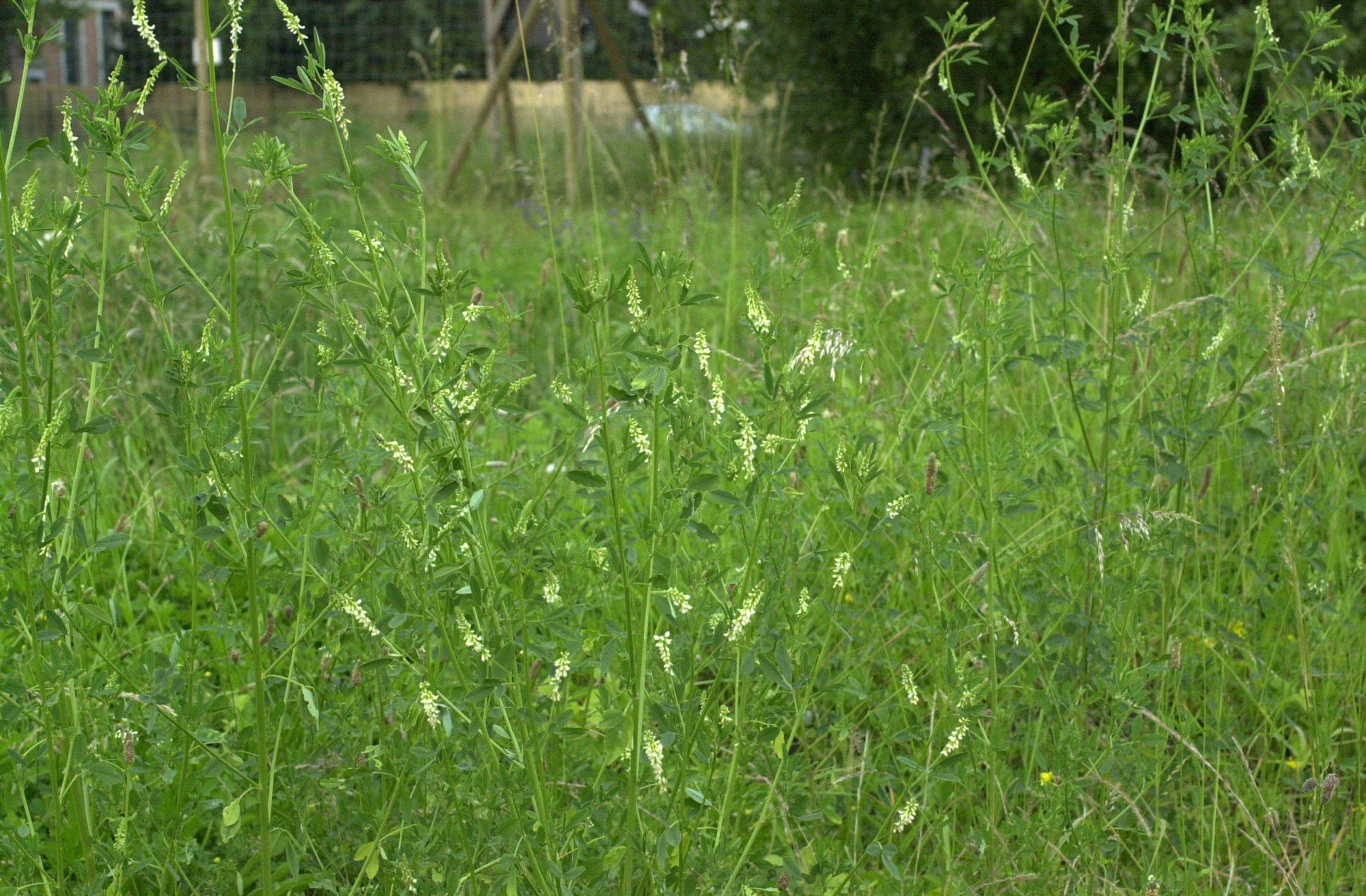 Afficher le média melilotus_albus1md melilotus_albus1md