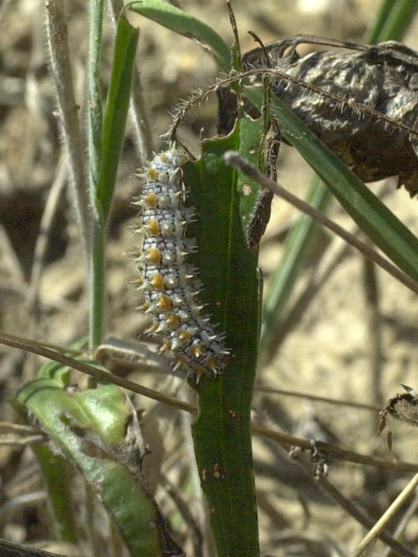 melitaea_didyma_ch1md
