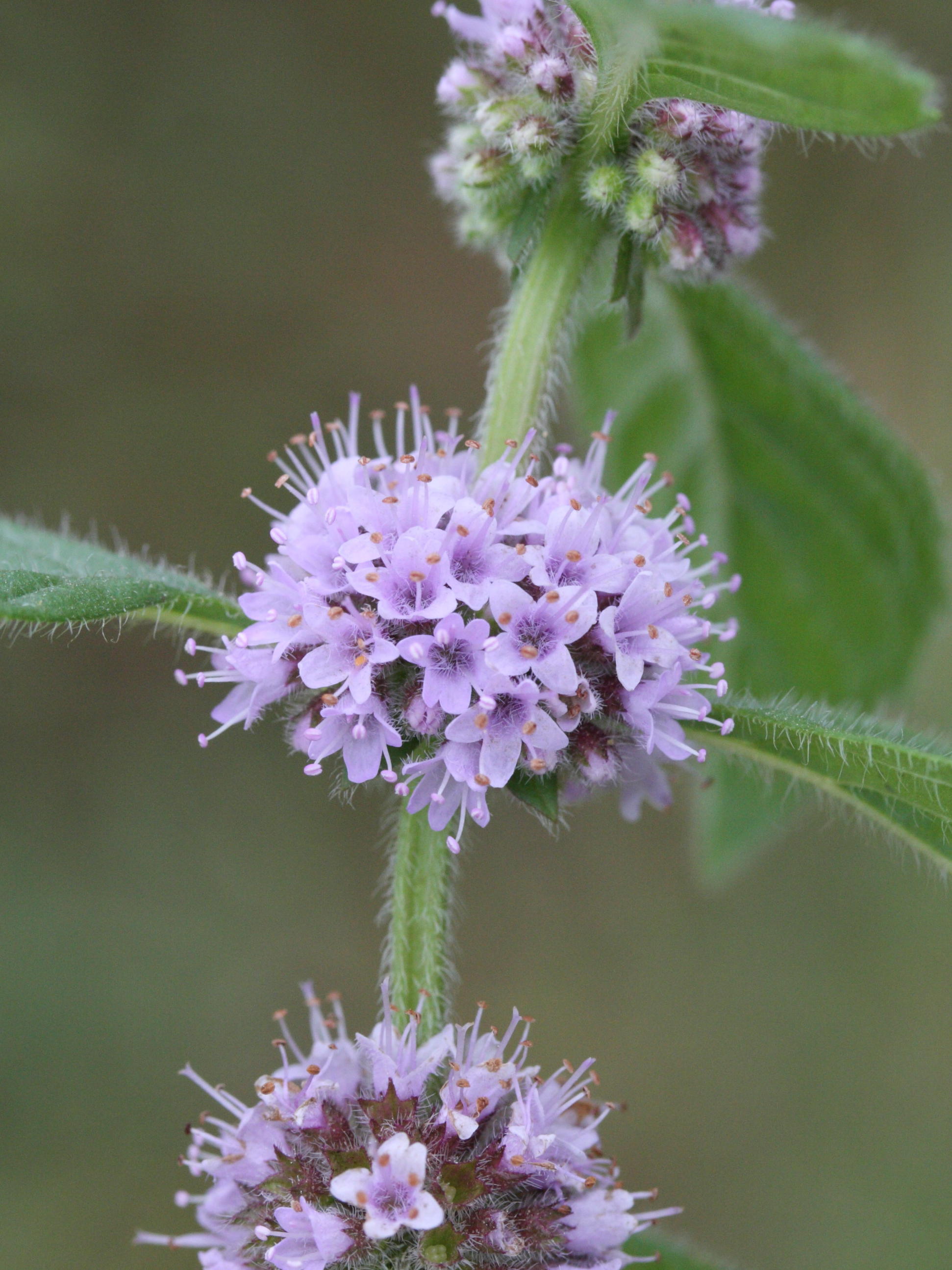mentha_arvensis2md