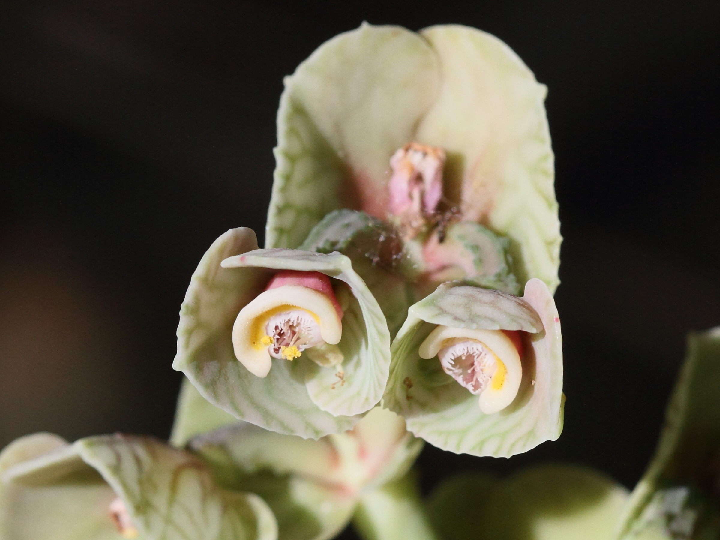 Afficher le média monadenium_kaessneri2bd monadenium_kaessneri2bd