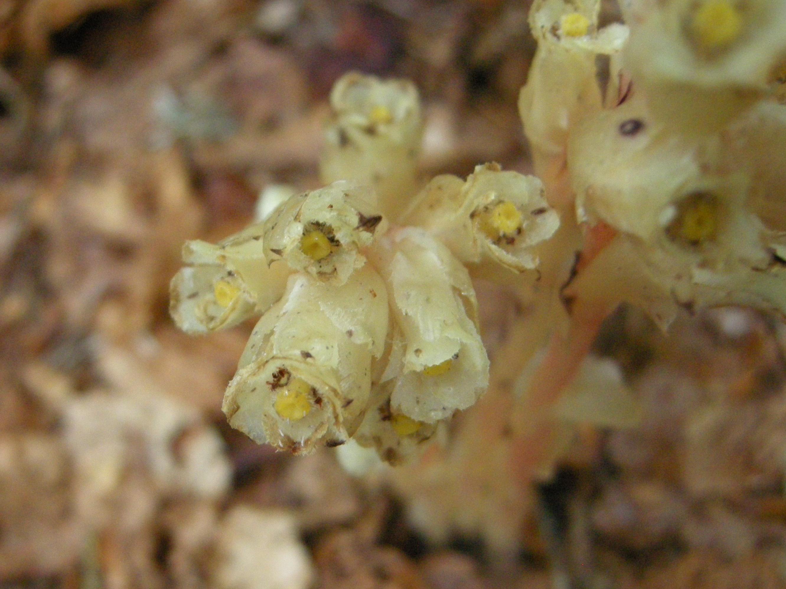 monotropa_hypopitys5md