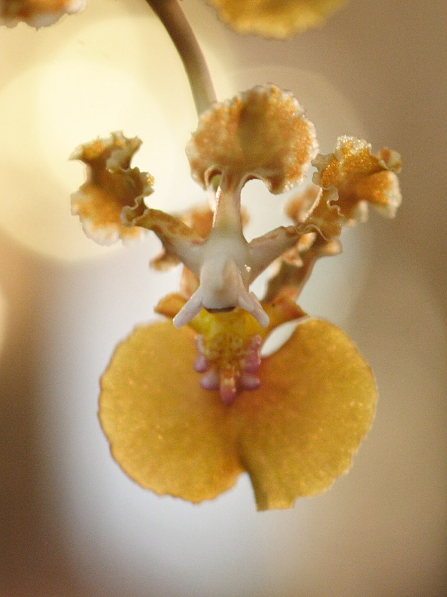 Afficher le média oncidium_splendidum3md oncidium_splendidum3md