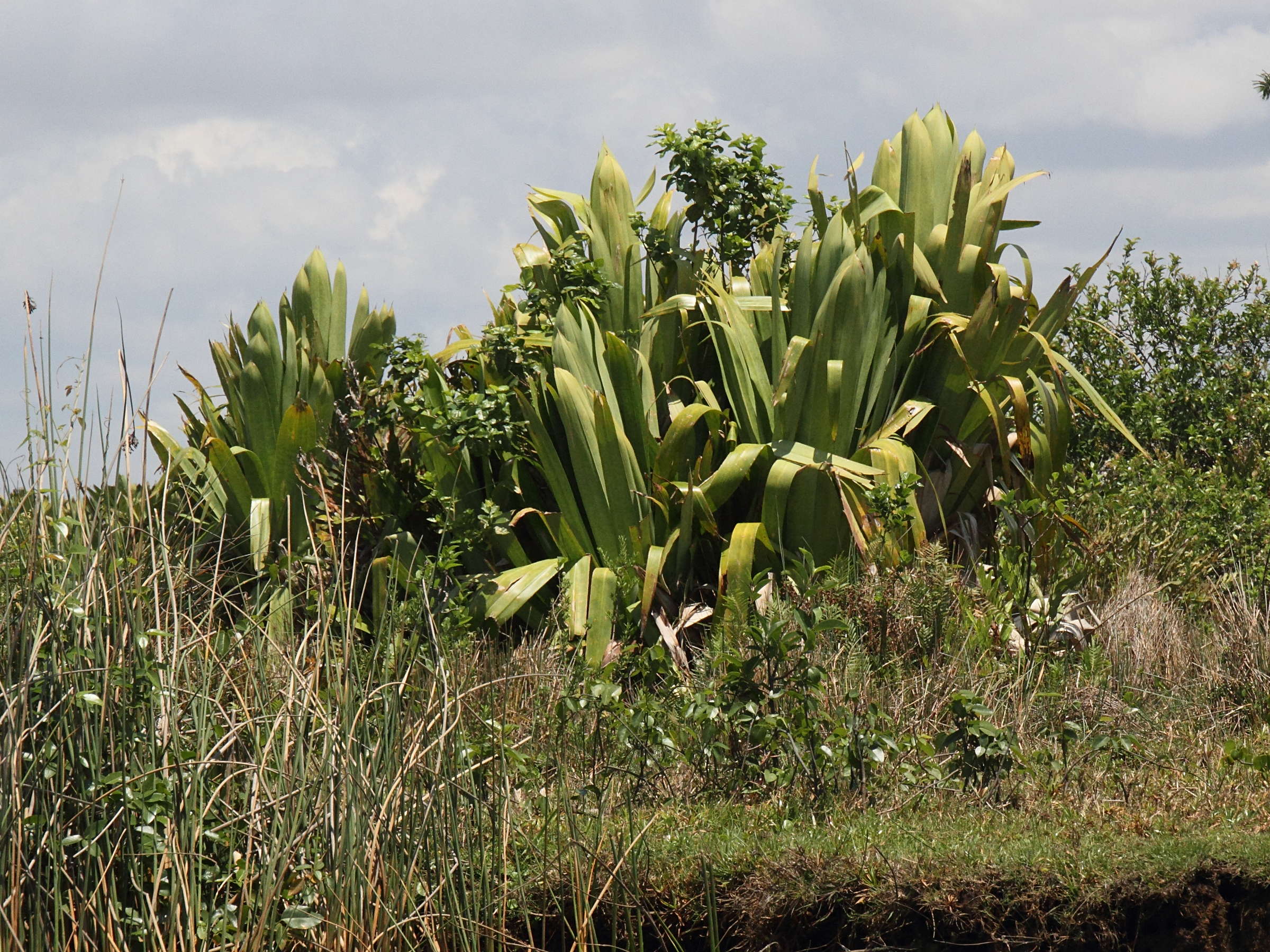 Afficher le média pandanus_platyphyllus1md pandanus_platyphyllus1md