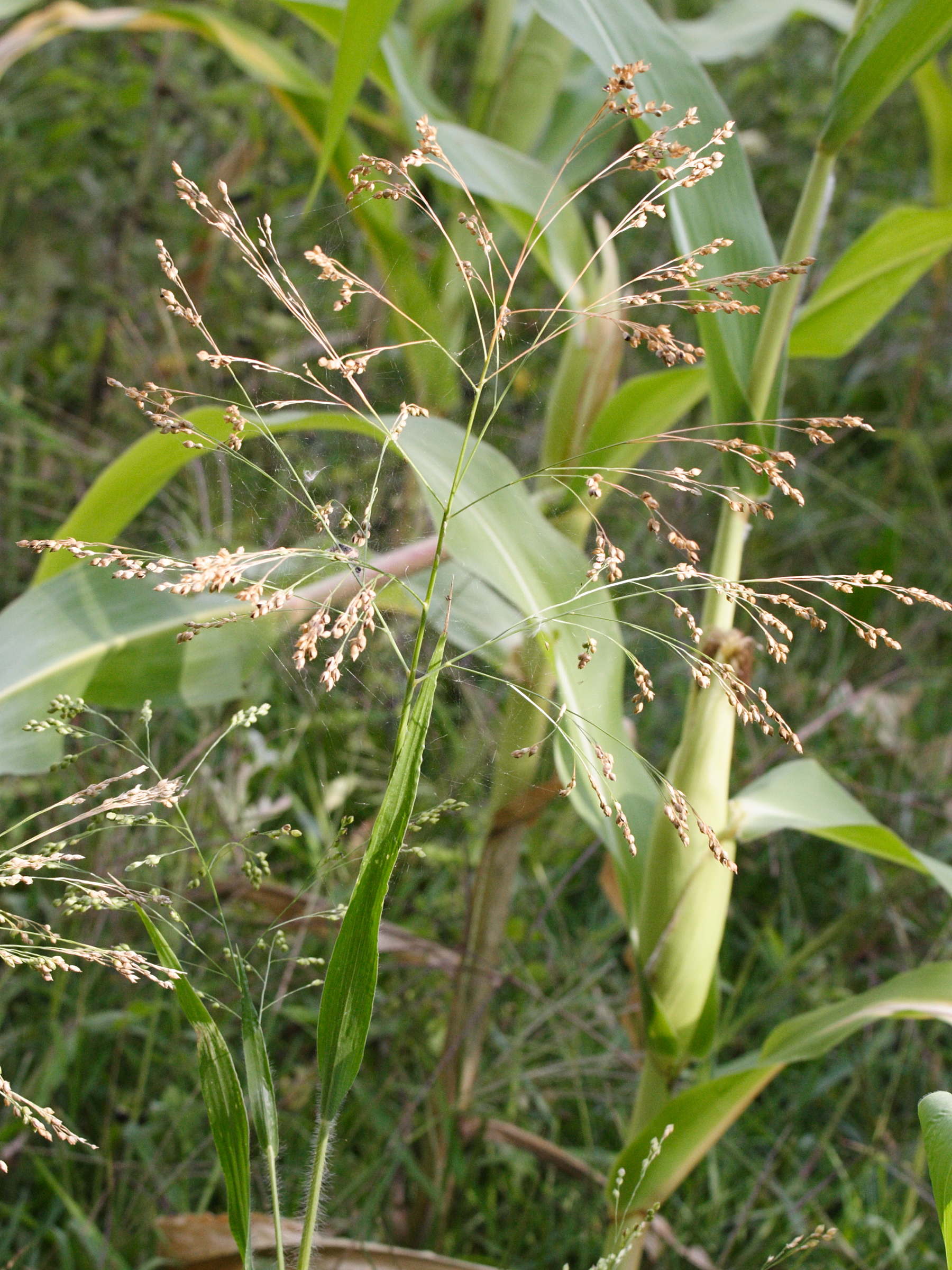 Afficher le média panicum_miliaceum5md panicum_miliaceum5md