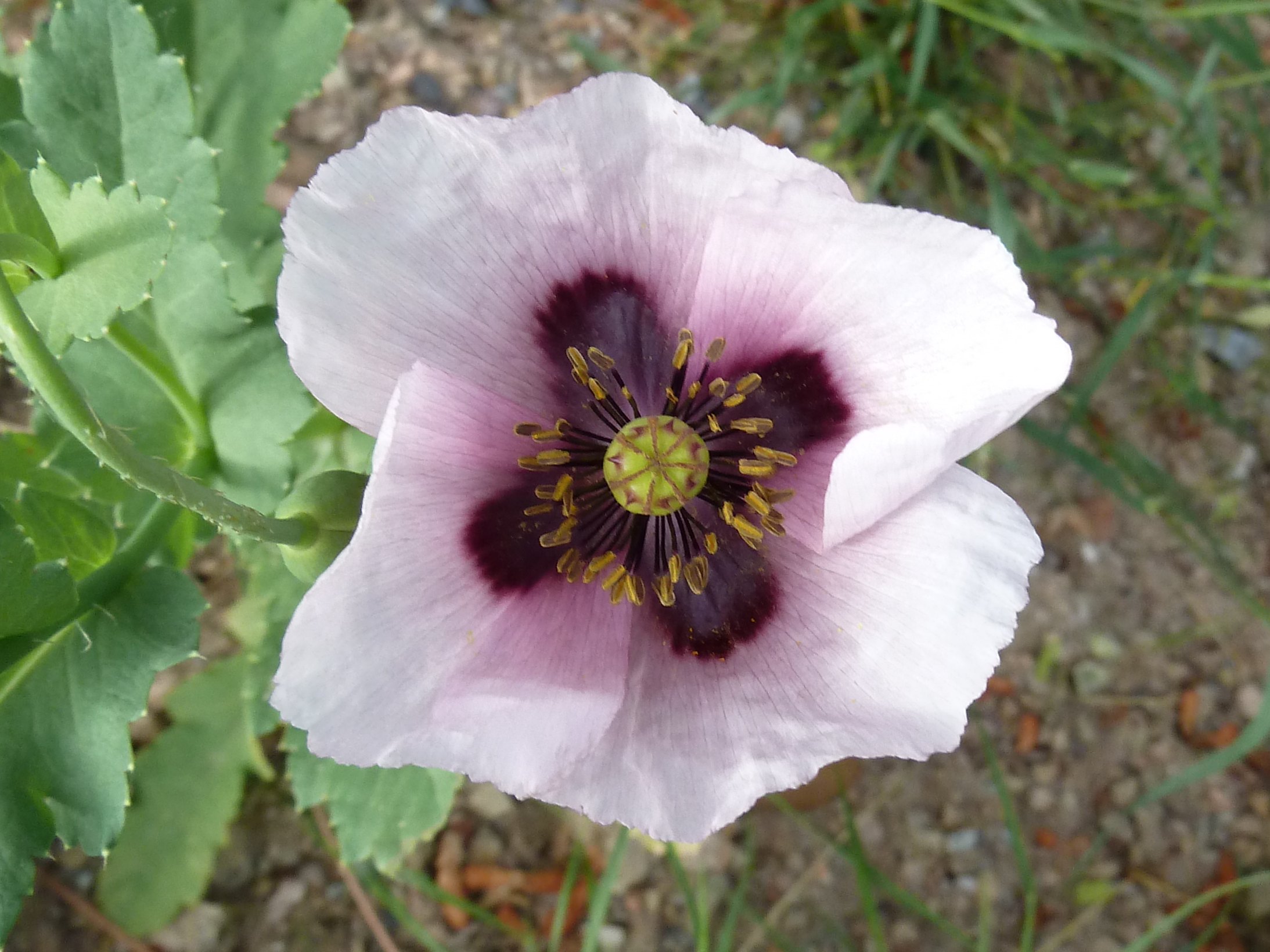 Afficher le média papaver_somniferum1gv papaver_somniferum1gv