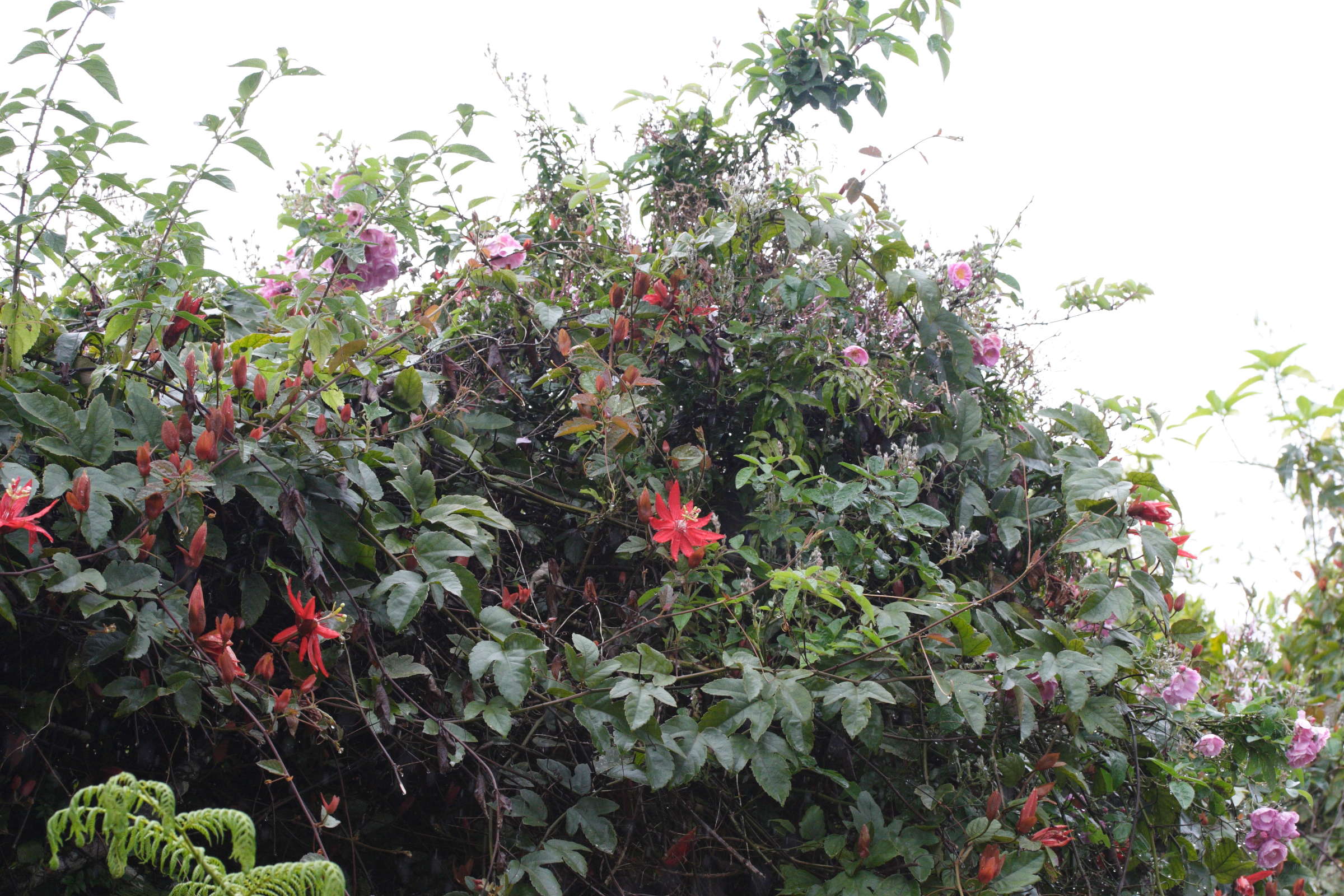 Afficher le média passiflora_vitifolia1md passiflora_vitifolia1md