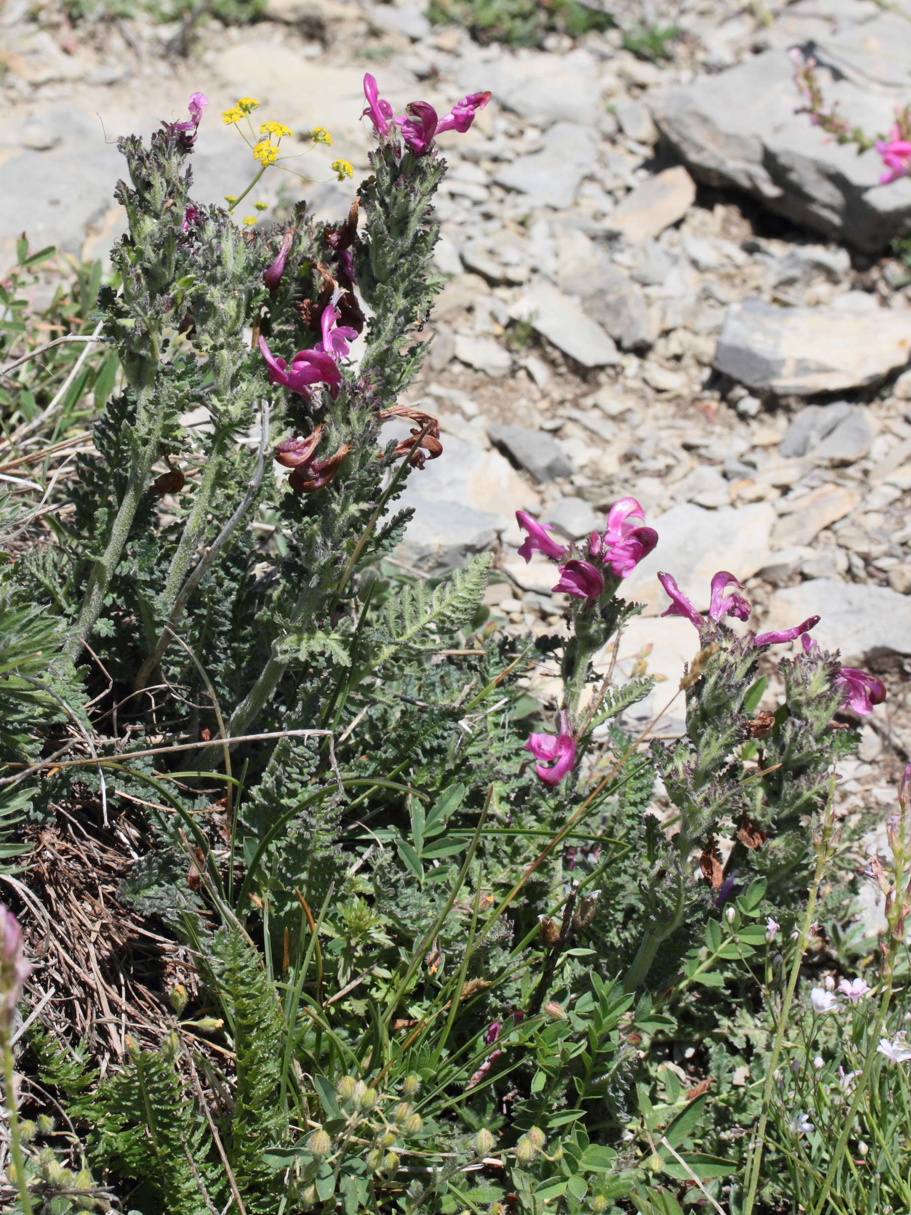 Afficher le média pedicularis_gyroflexa2md pedicularis_gyroflexa2md