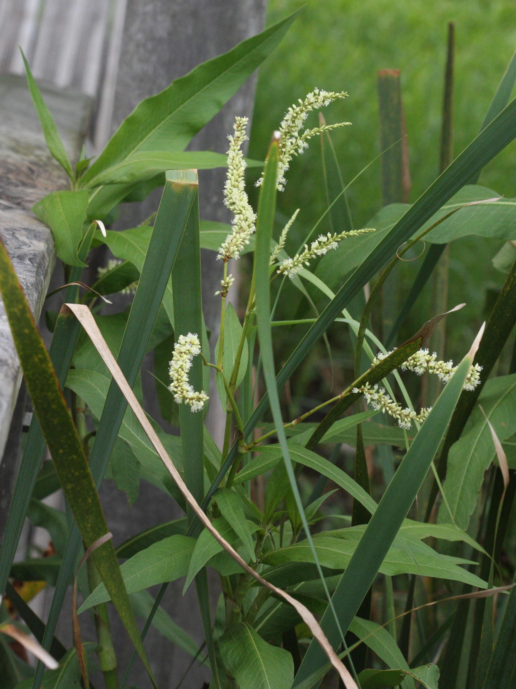 persicaria_glabra2md