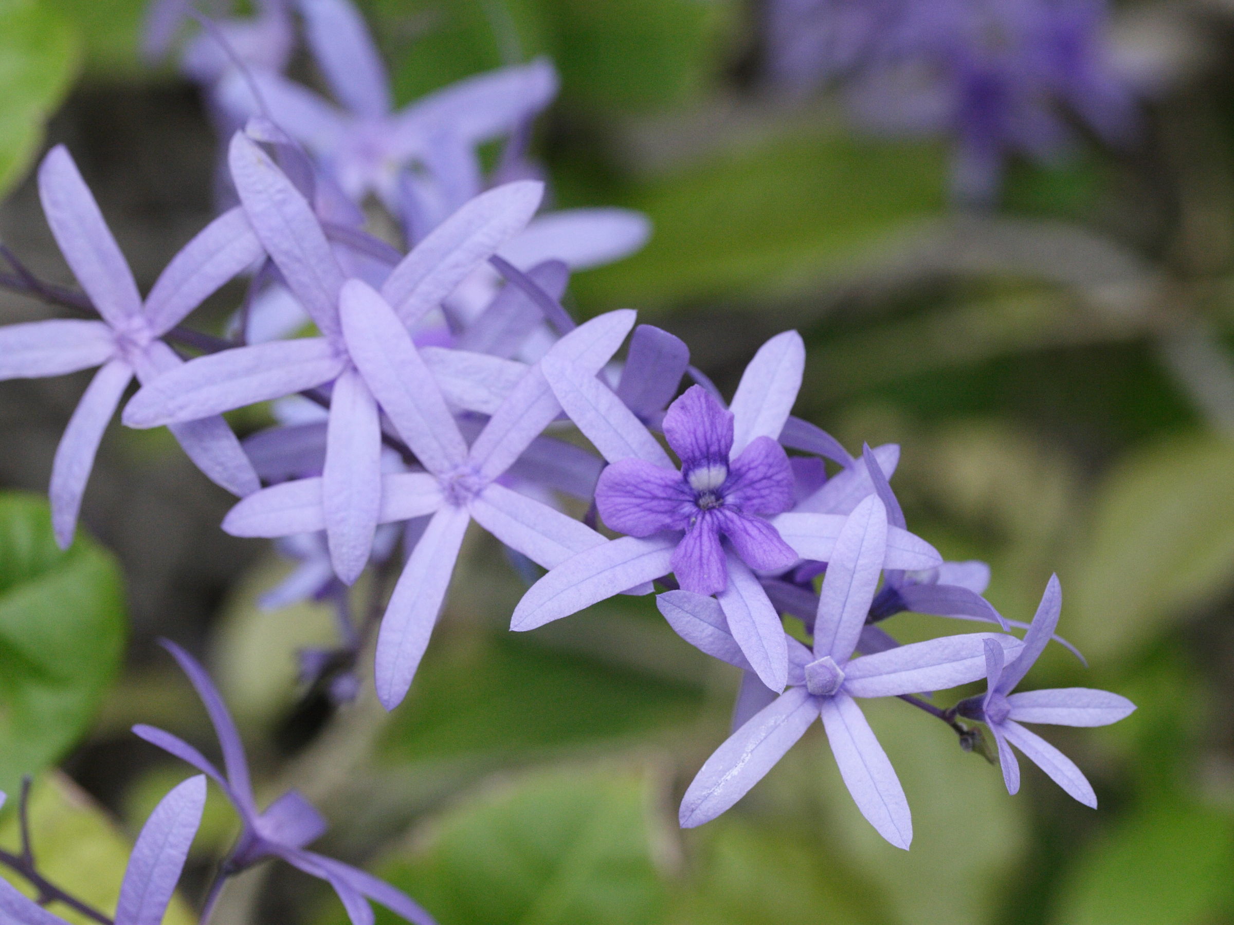 petrea_volubilis1md