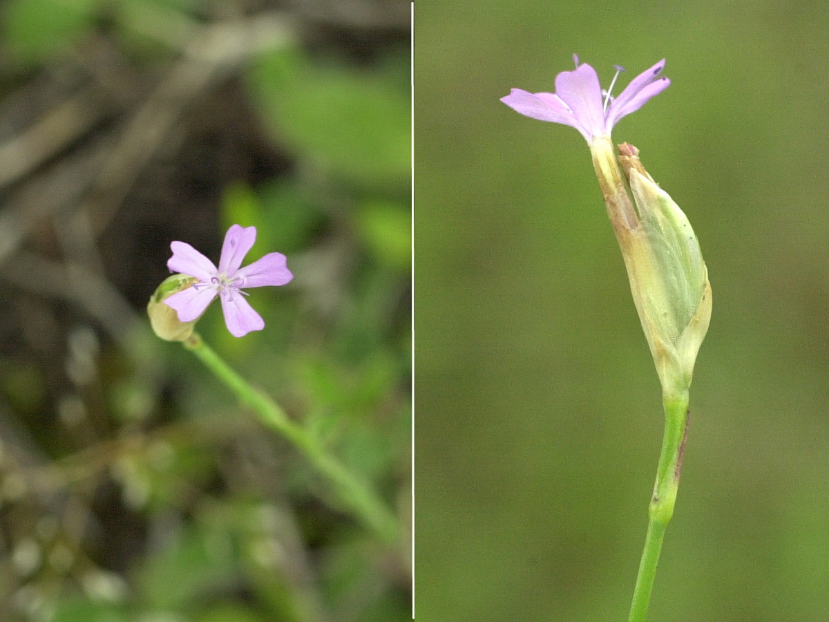 petrorhagia_prolifera2md