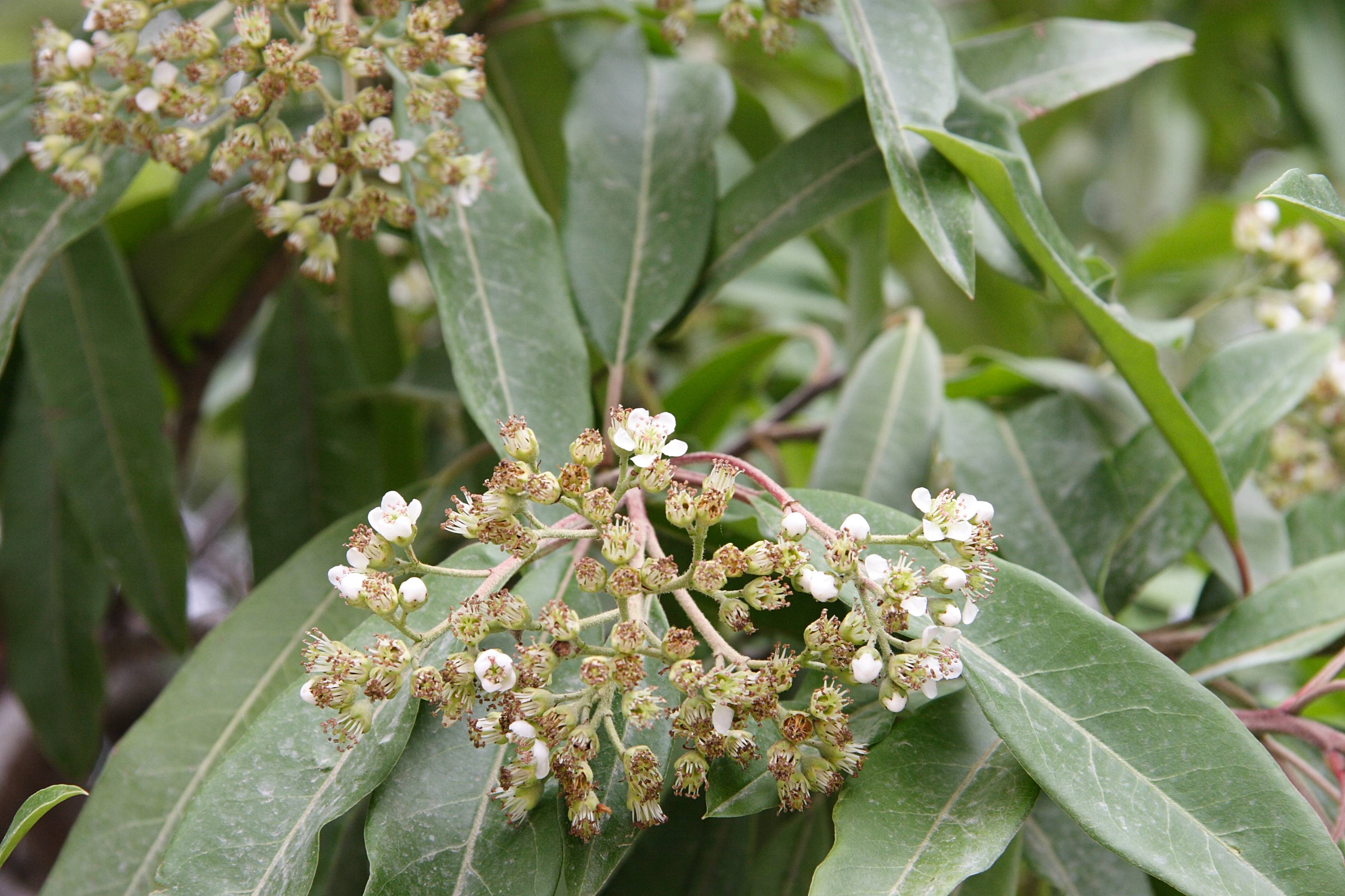 photinia_davidiana2md