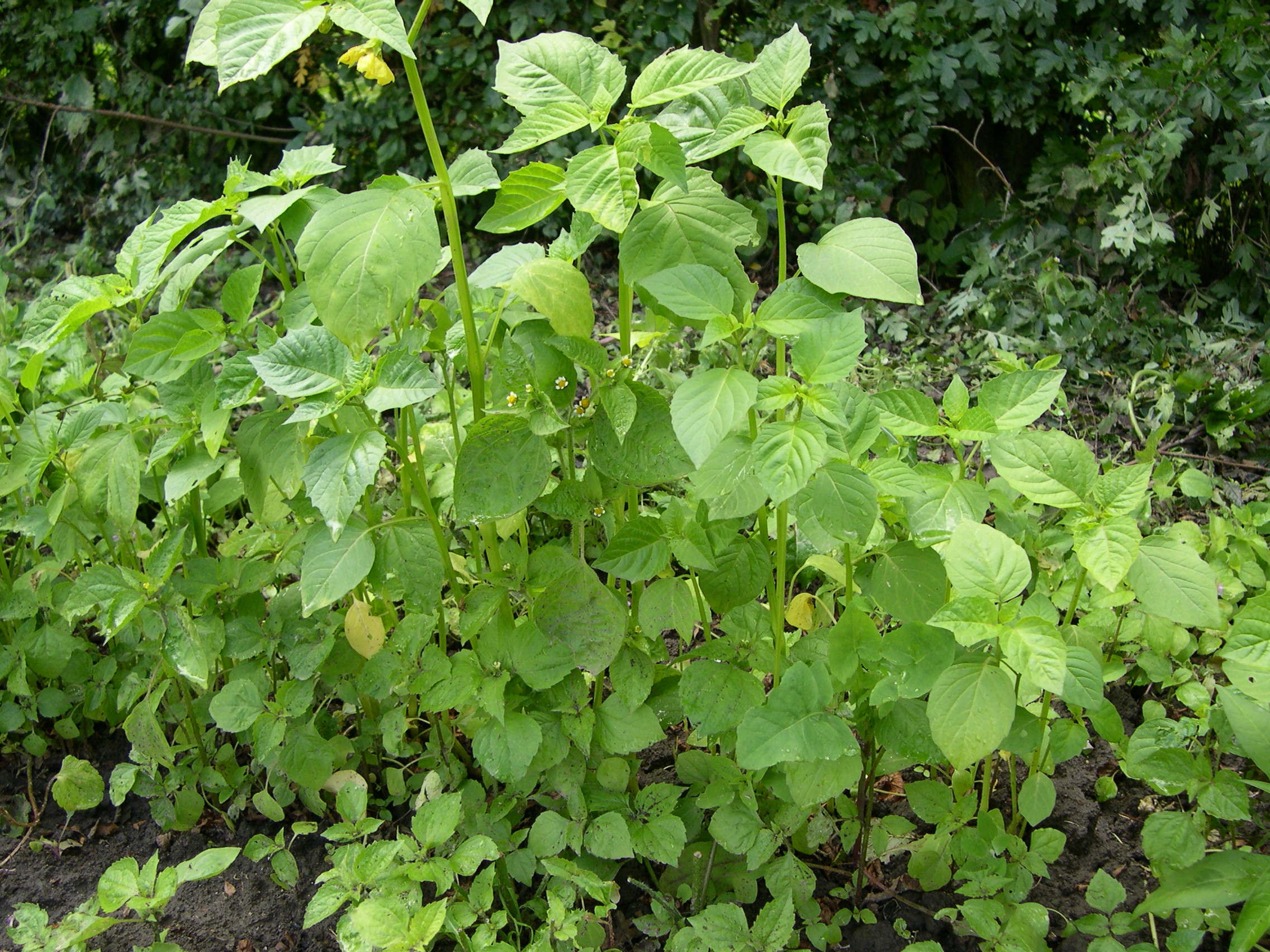 physalis_peruviana1md