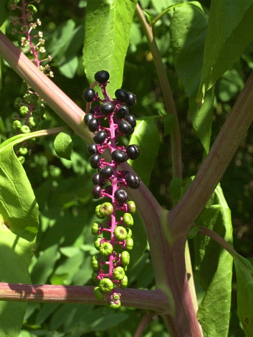 phytolacca_americana4md