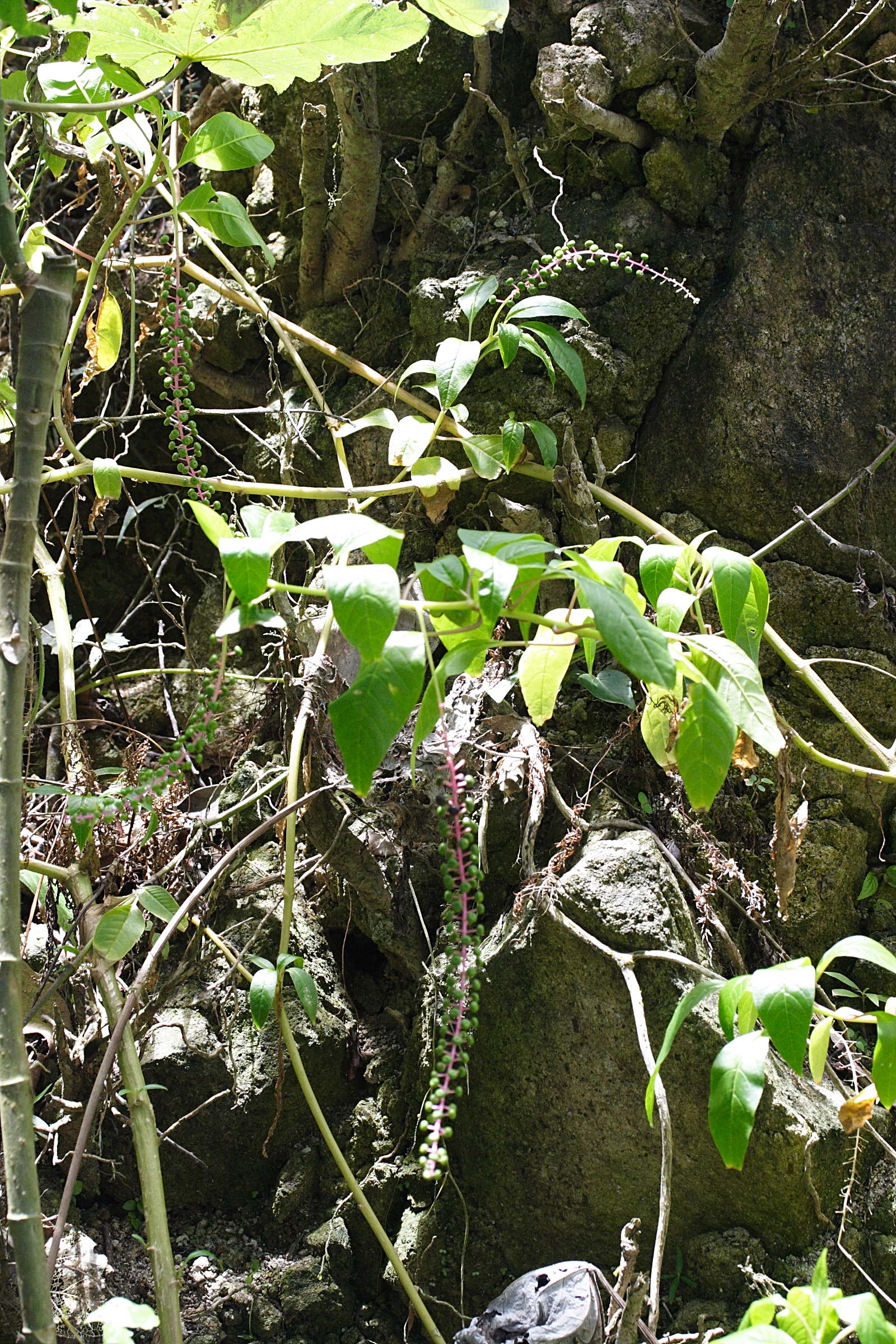 phytolacca_rivinoides1md