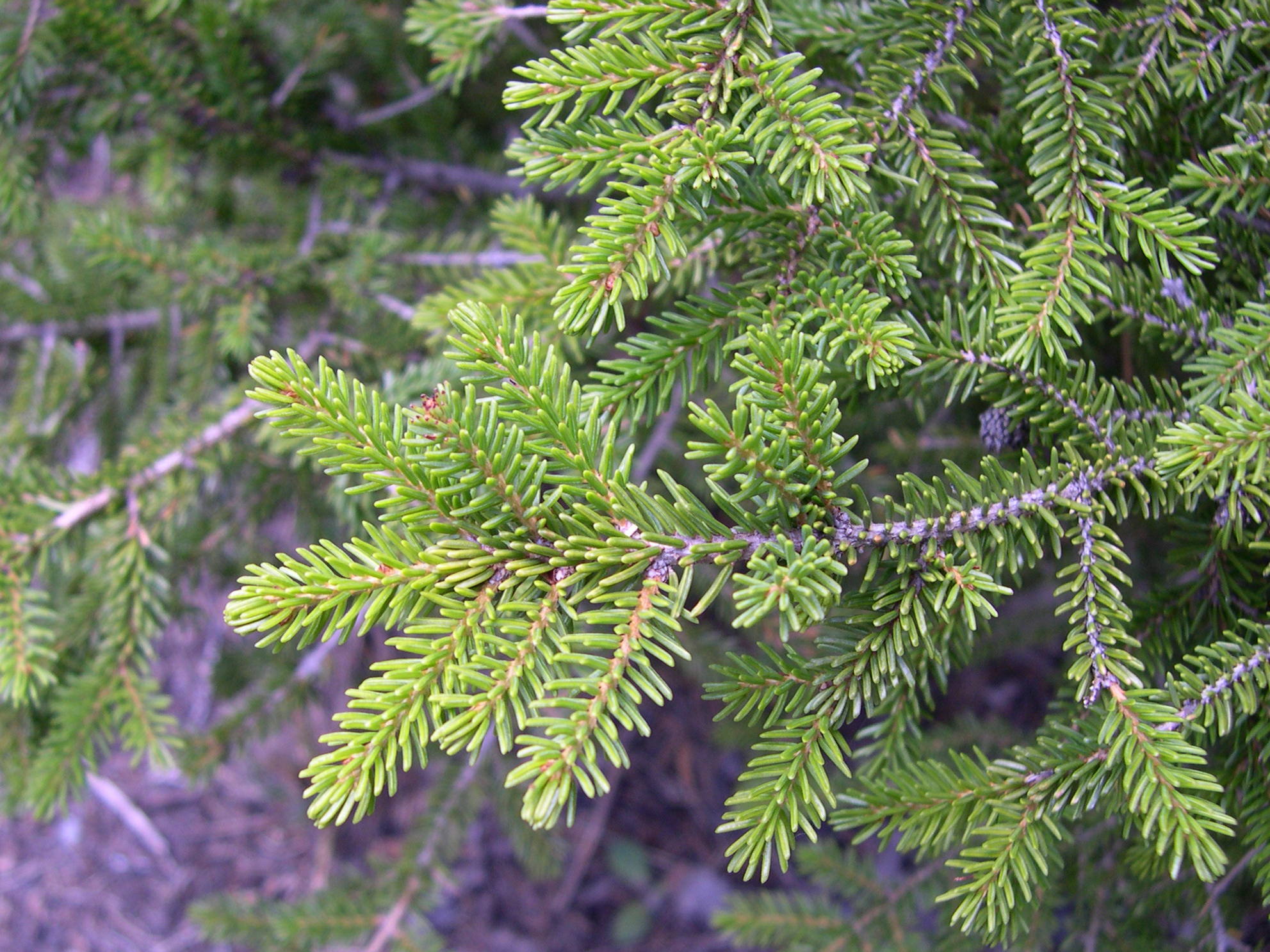 picea_orientalis5md