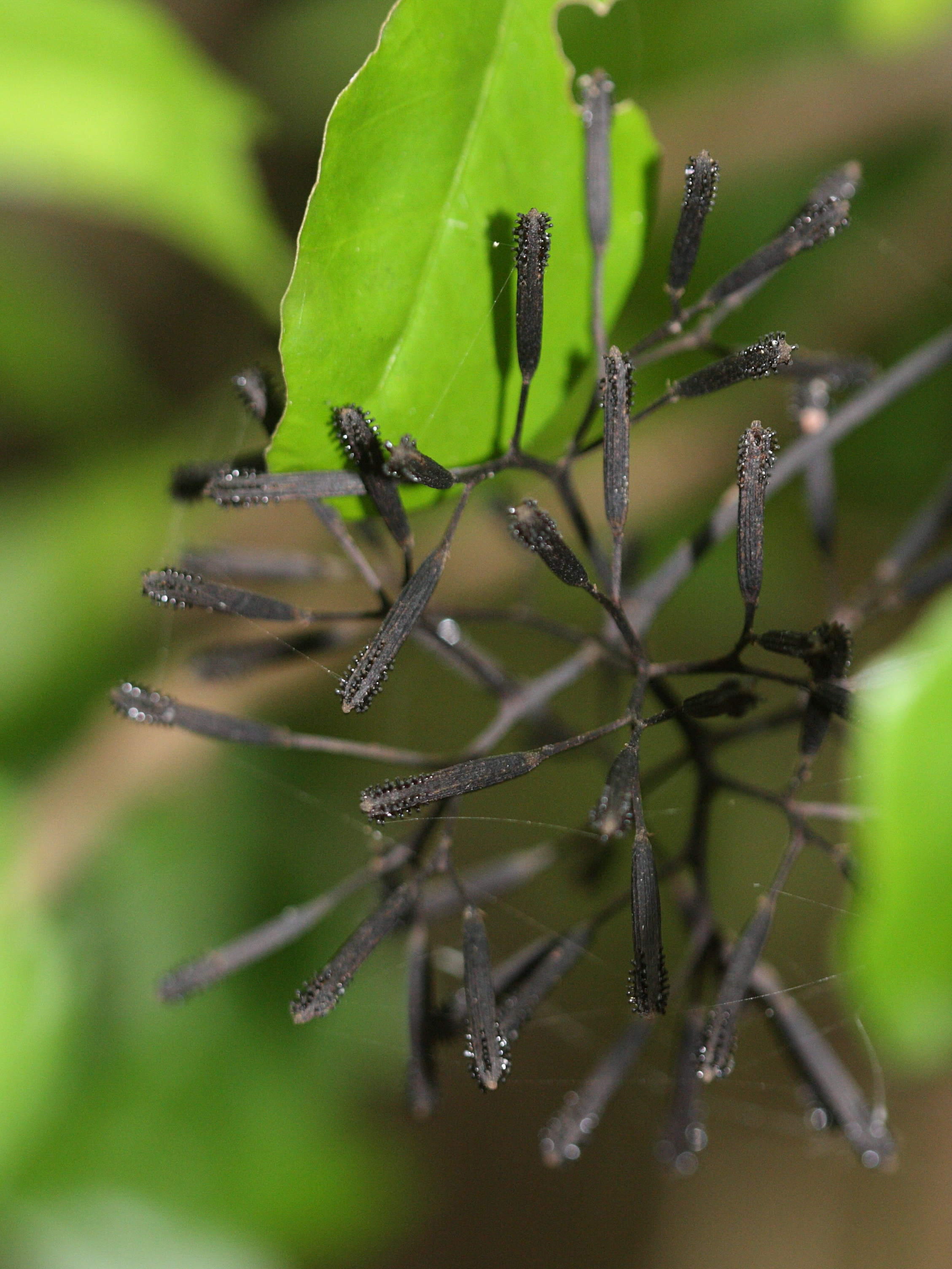 pisonia_subcordata2bmd