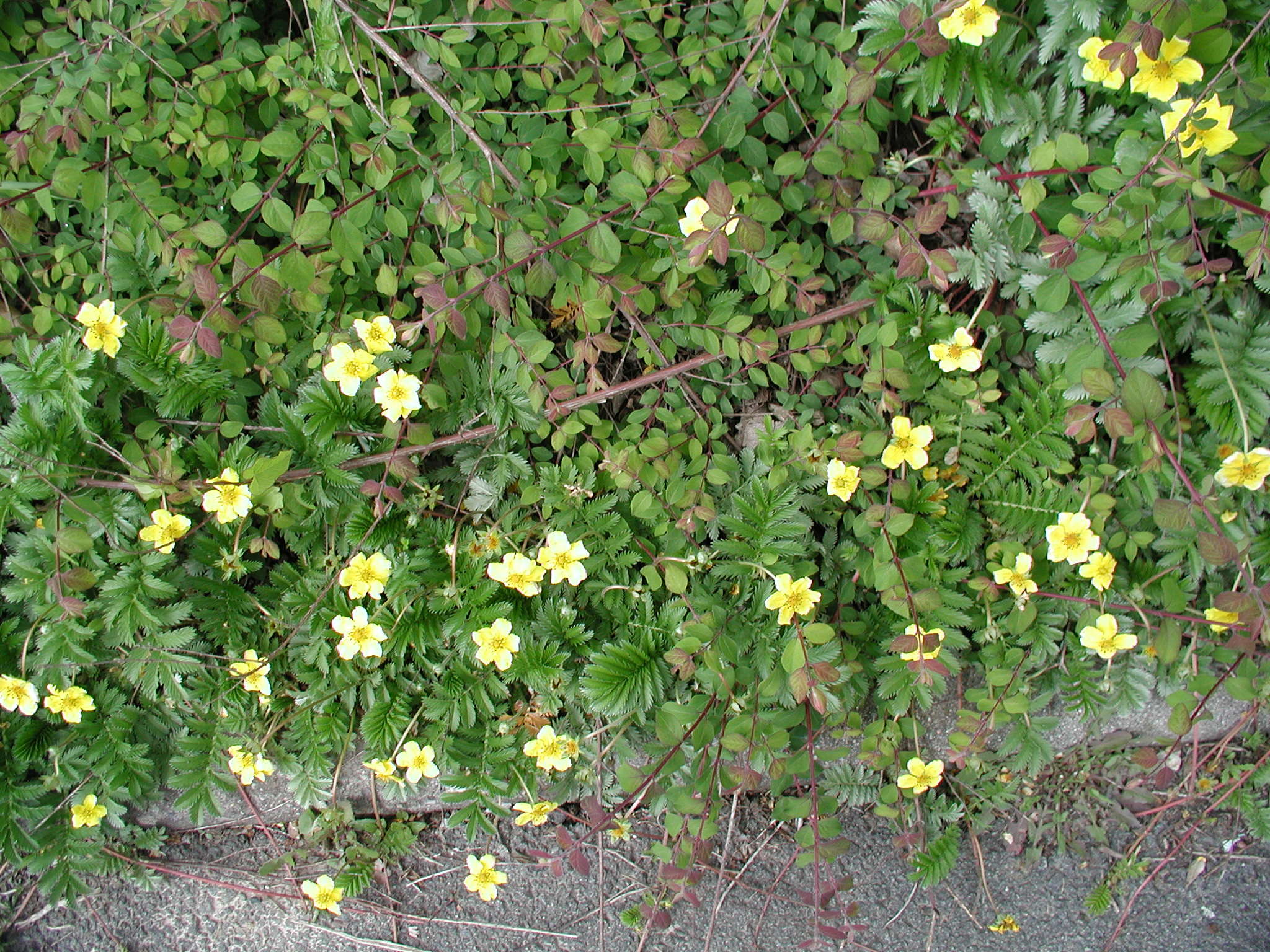 potentilla_anserina3md