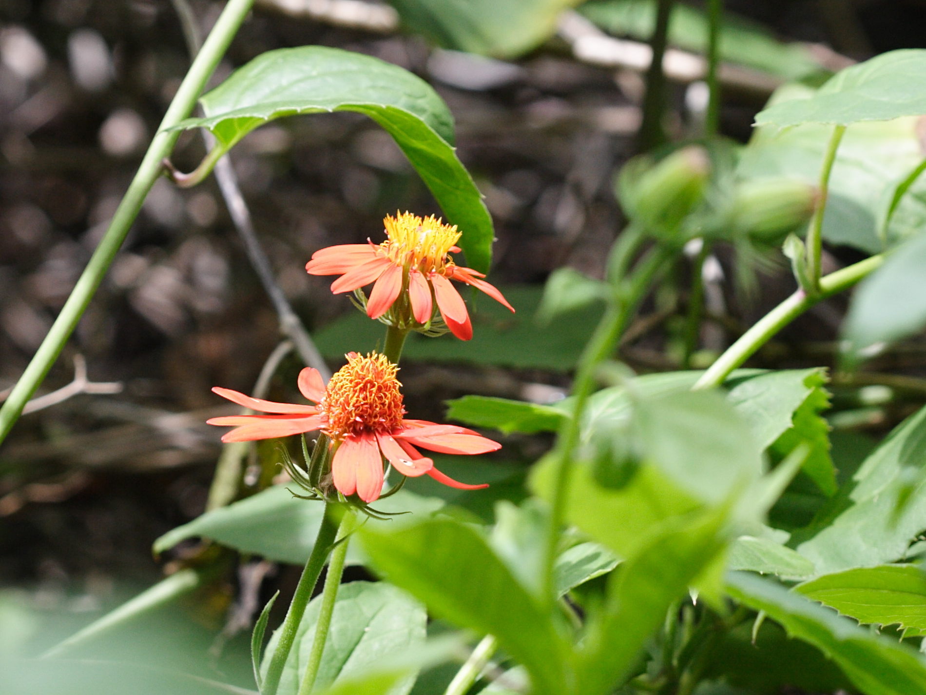 Afficher le média Pseudogynoxys_chenopodioides Pseudogynoxys_chenopodioides