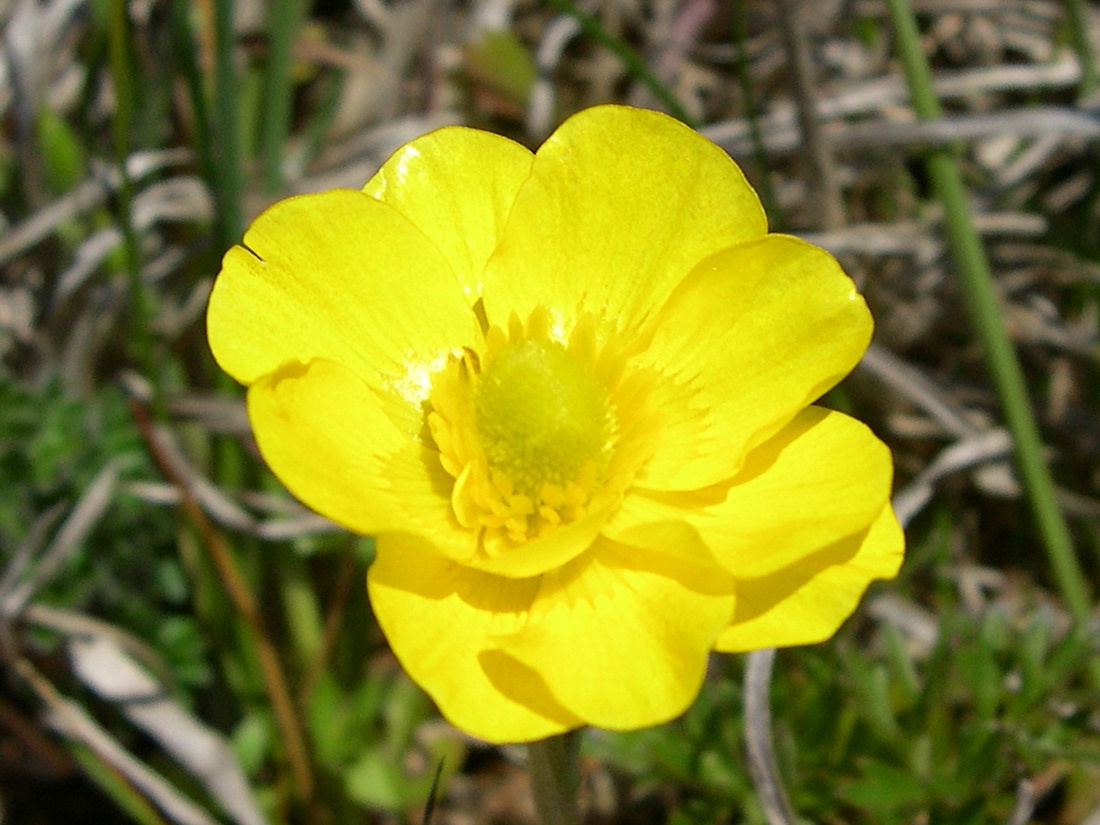 ranunculus_paludosus2md
