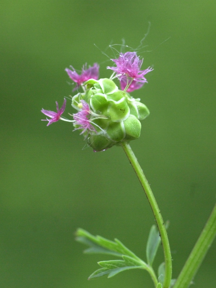 sanguisorba_minor3md