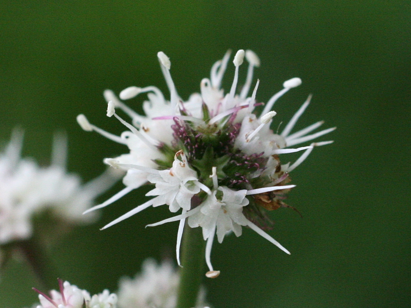 sanicula_europaea2bmd