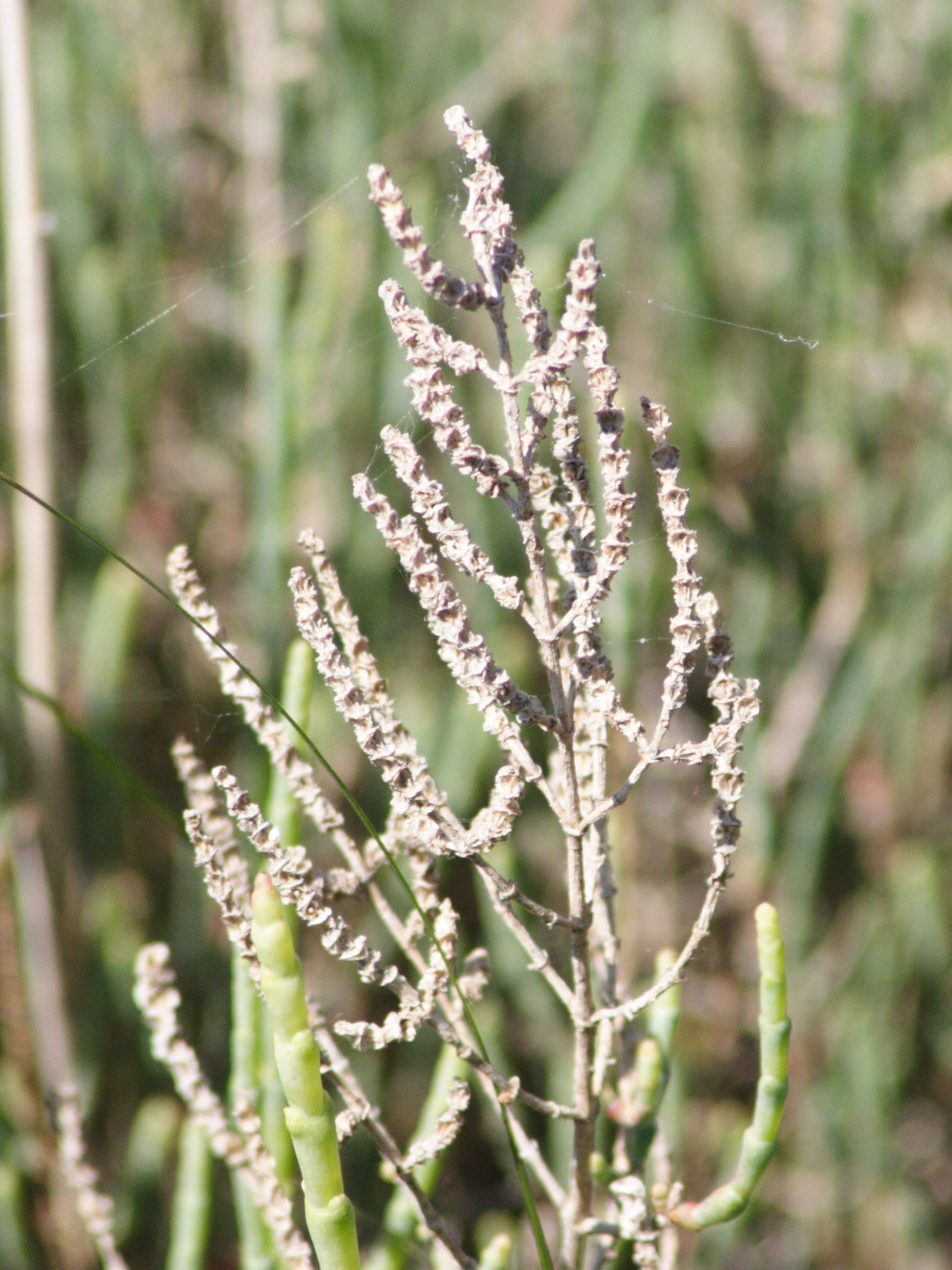 Afficher le média sarcocornia_fruticosa4md sarcocornia_fruticosa4md