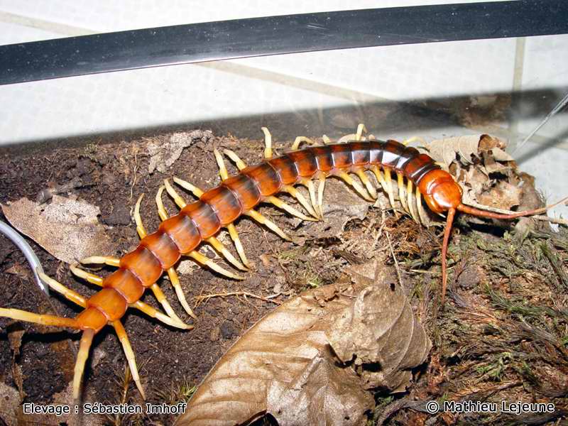 scolopendra_gigantea5ml