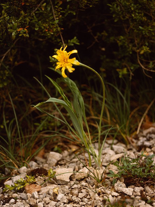 scorzonera_austriaca1mcf