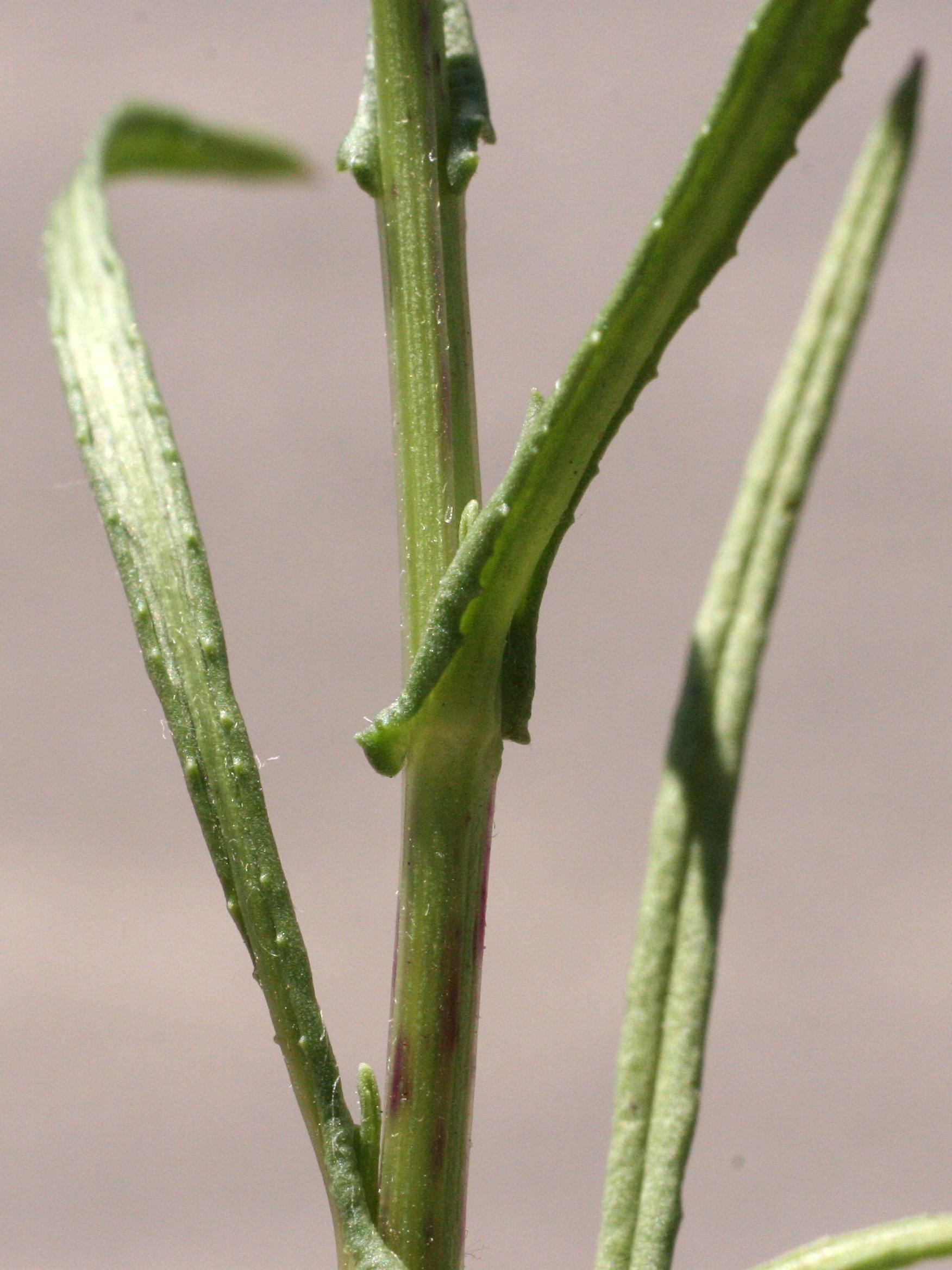 senecio_inaequidens5md