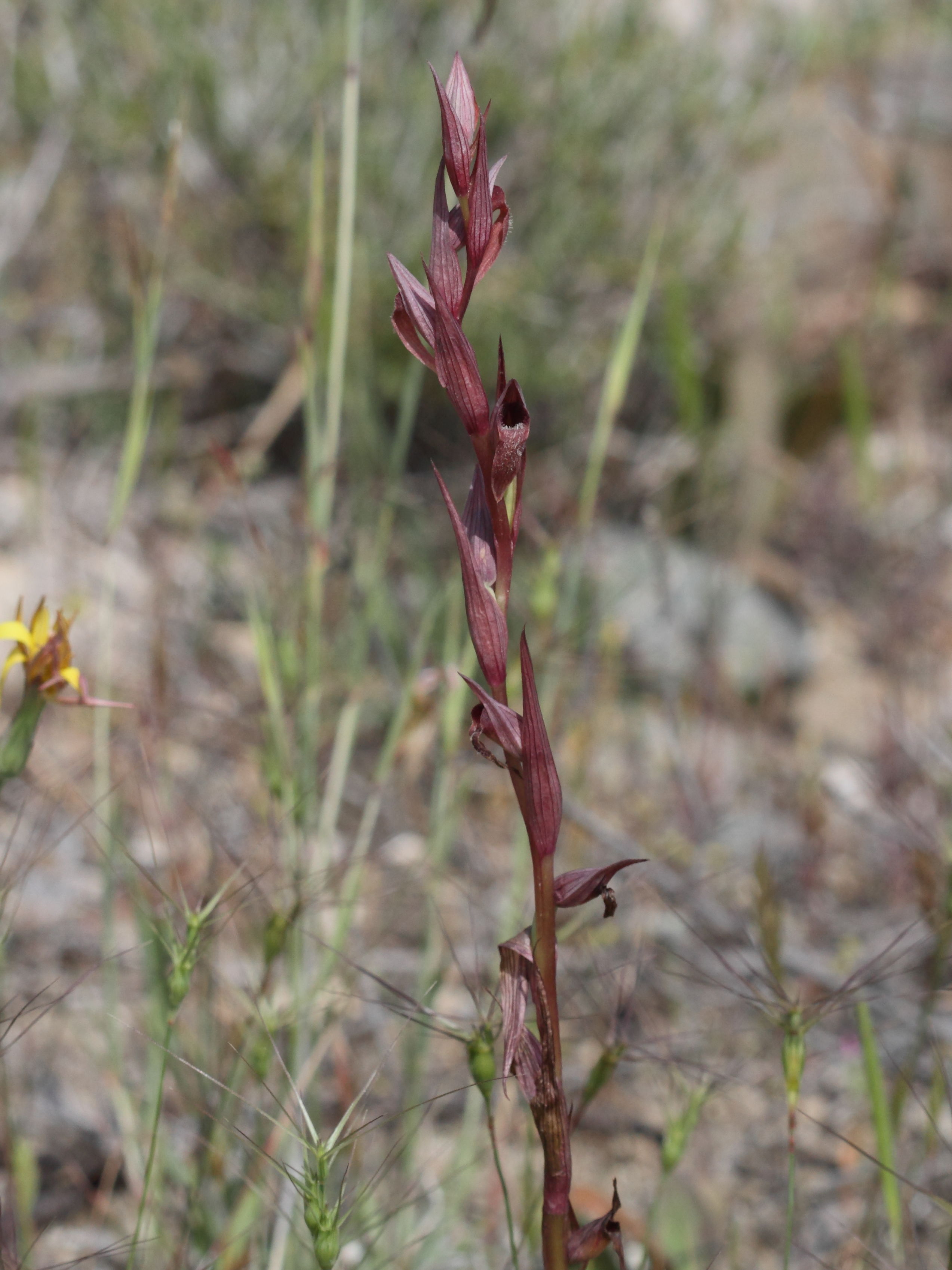 serapias_bergonii3bd