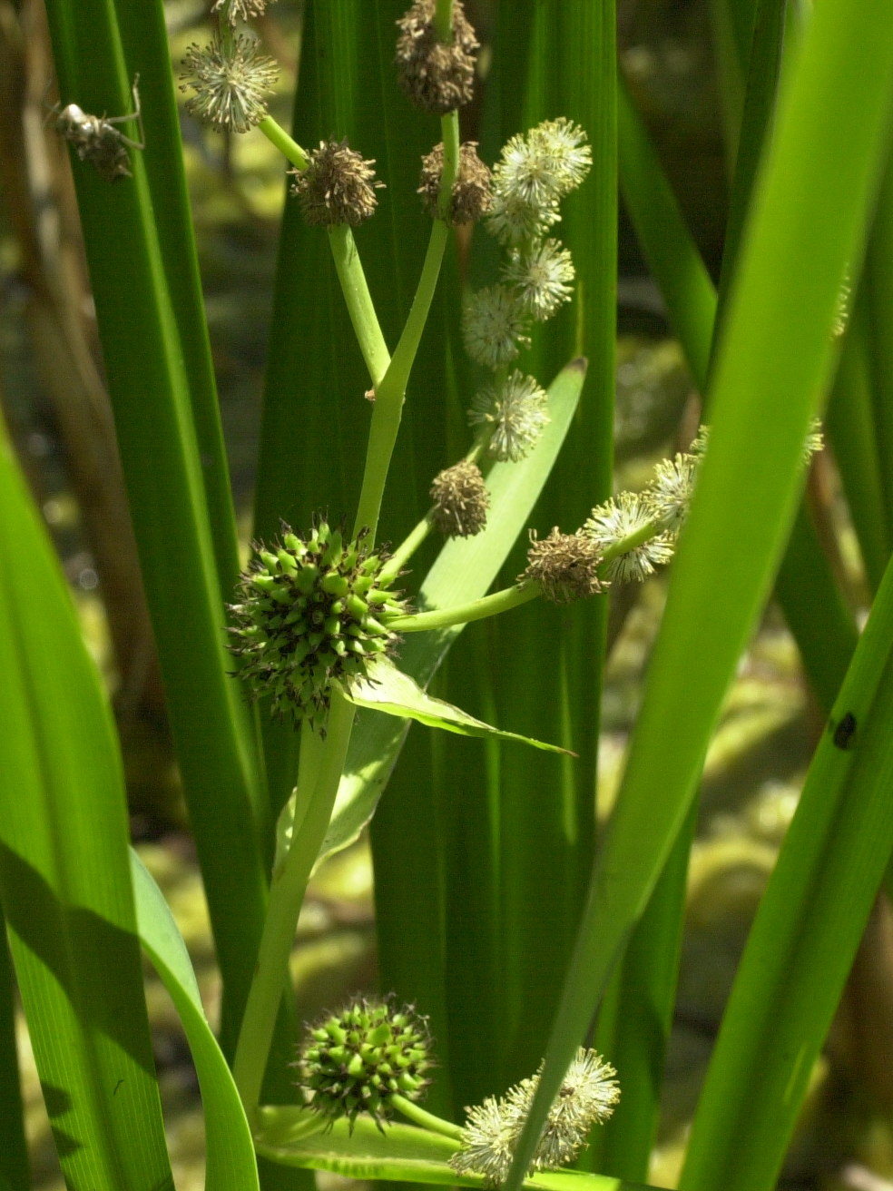 sparganium_erectum4md