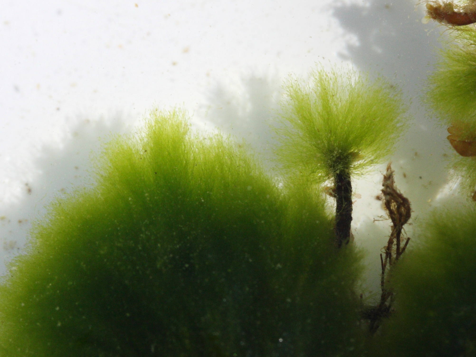 Afficher le média spongomorpha_aeruginosa1md spongomorpha_aeruginosa1md