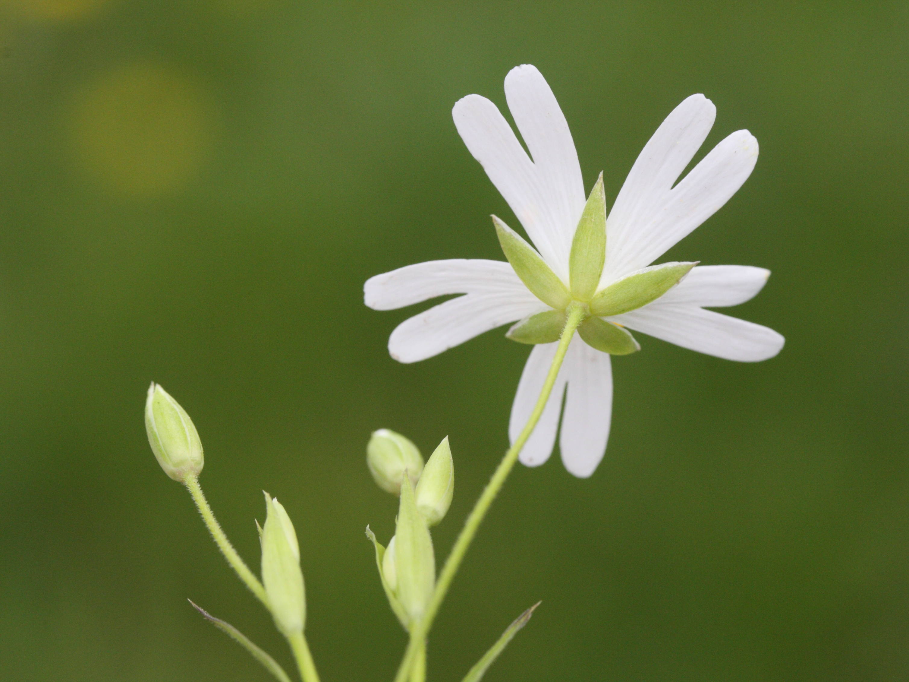 Afficher le média stellaria_holostea4md stellaria_holostea4md