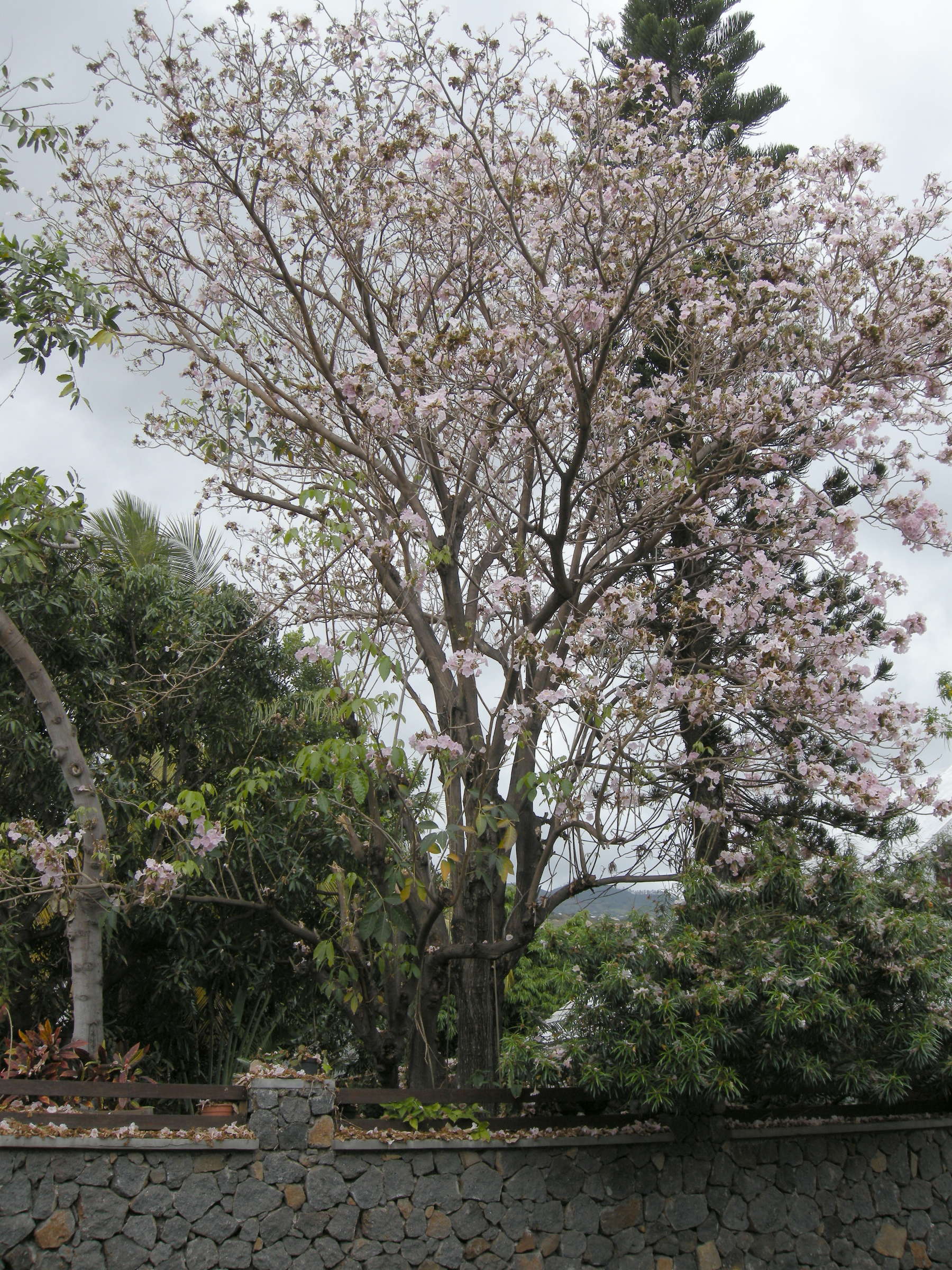 Afficher le média tabebuia_rosea1md tabebuia_rosea1md