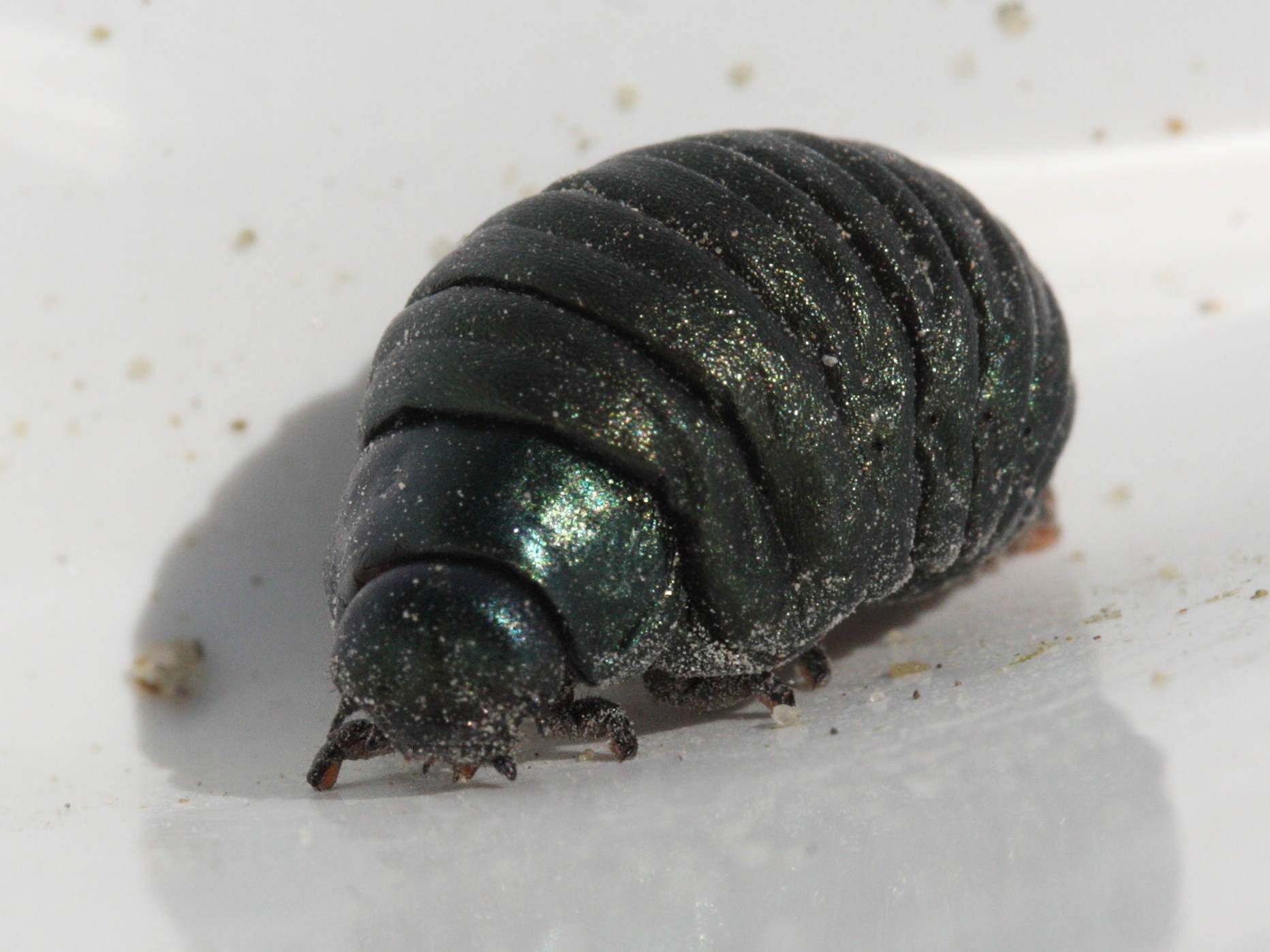 timarcha_tenebricosa_larve3md