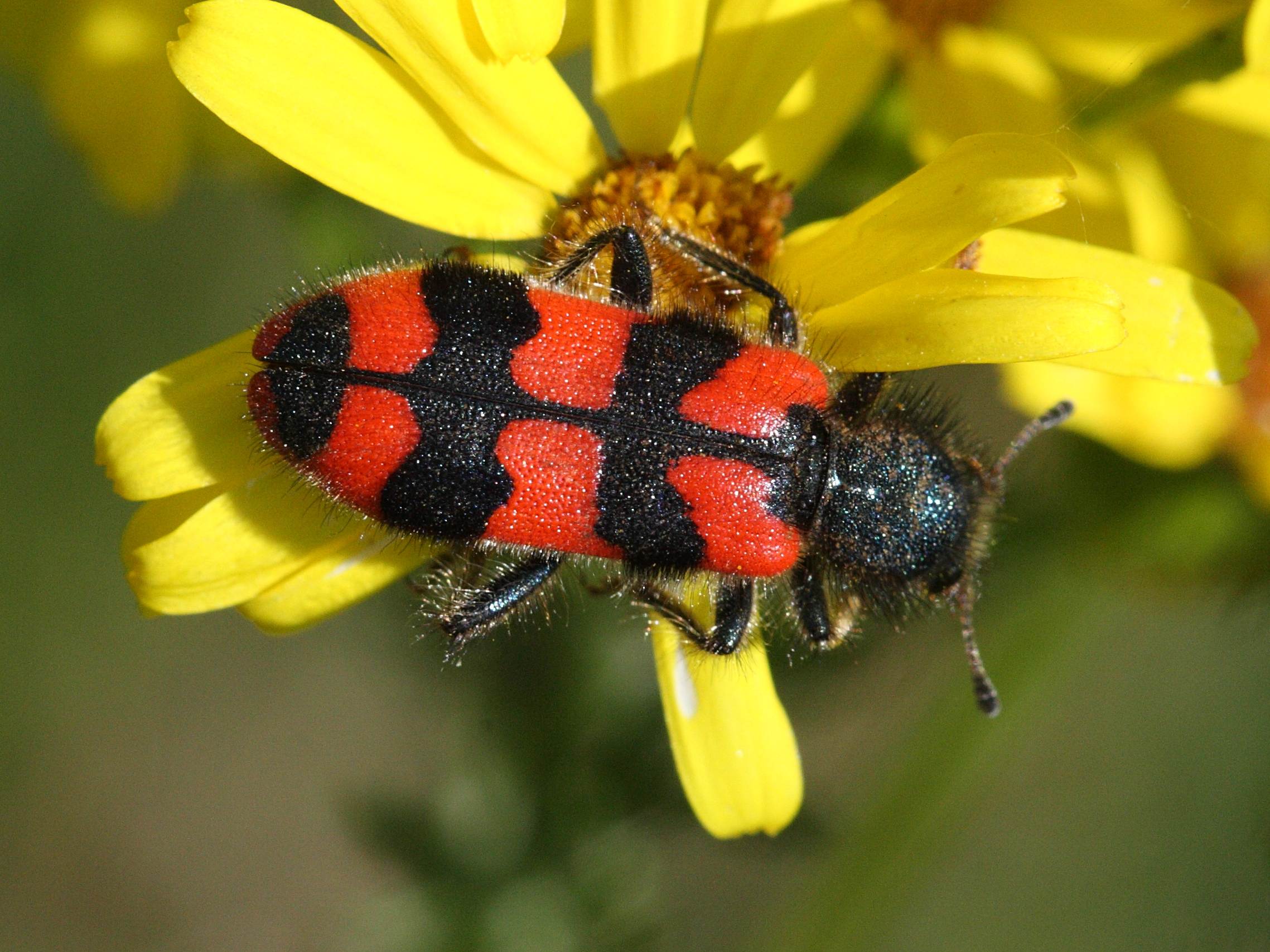 trichodes_alvearius4bd