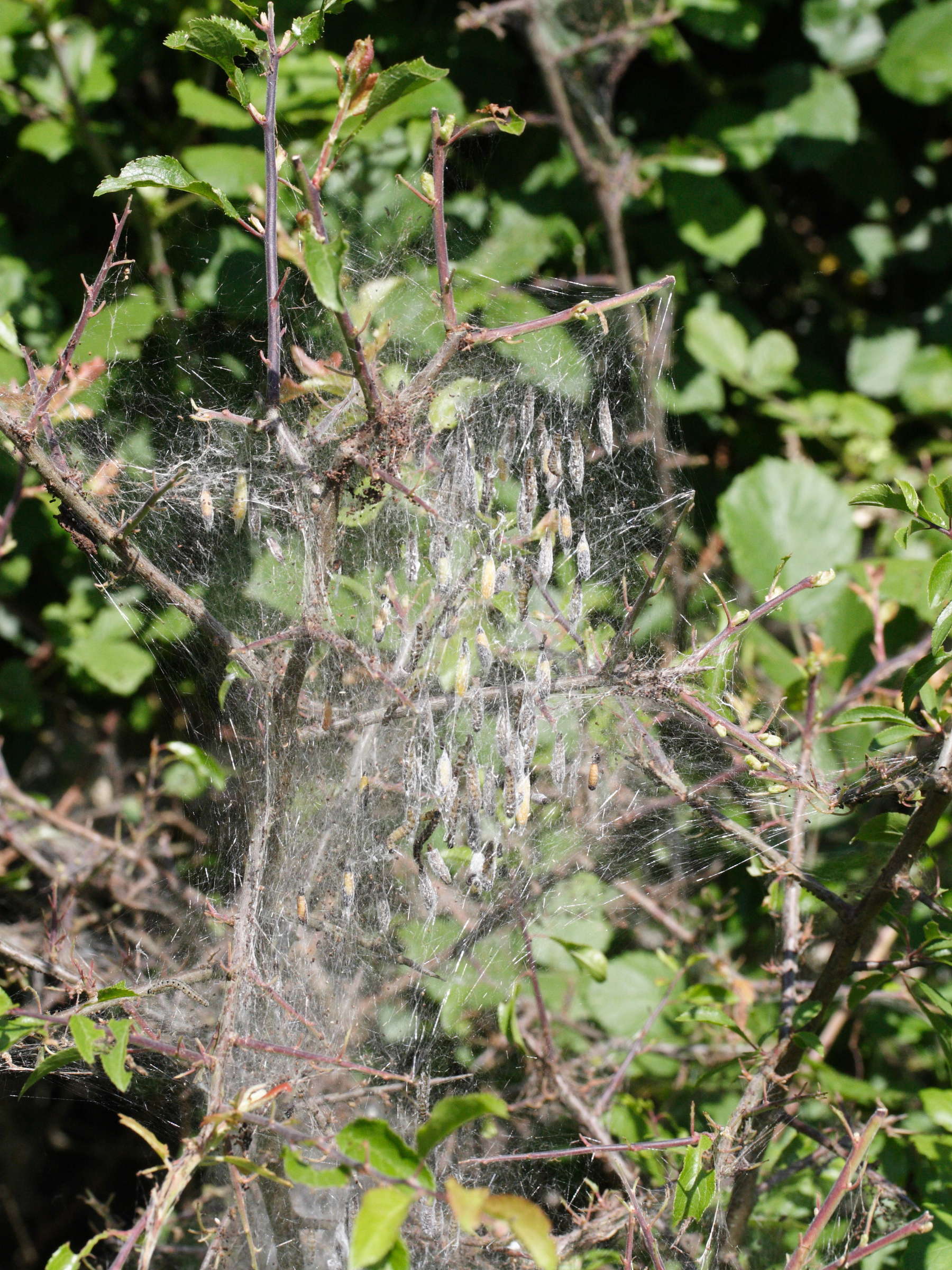 Afficher le média yponomeuta_padella_cocons1md yponomeuta_padella_cocons1md