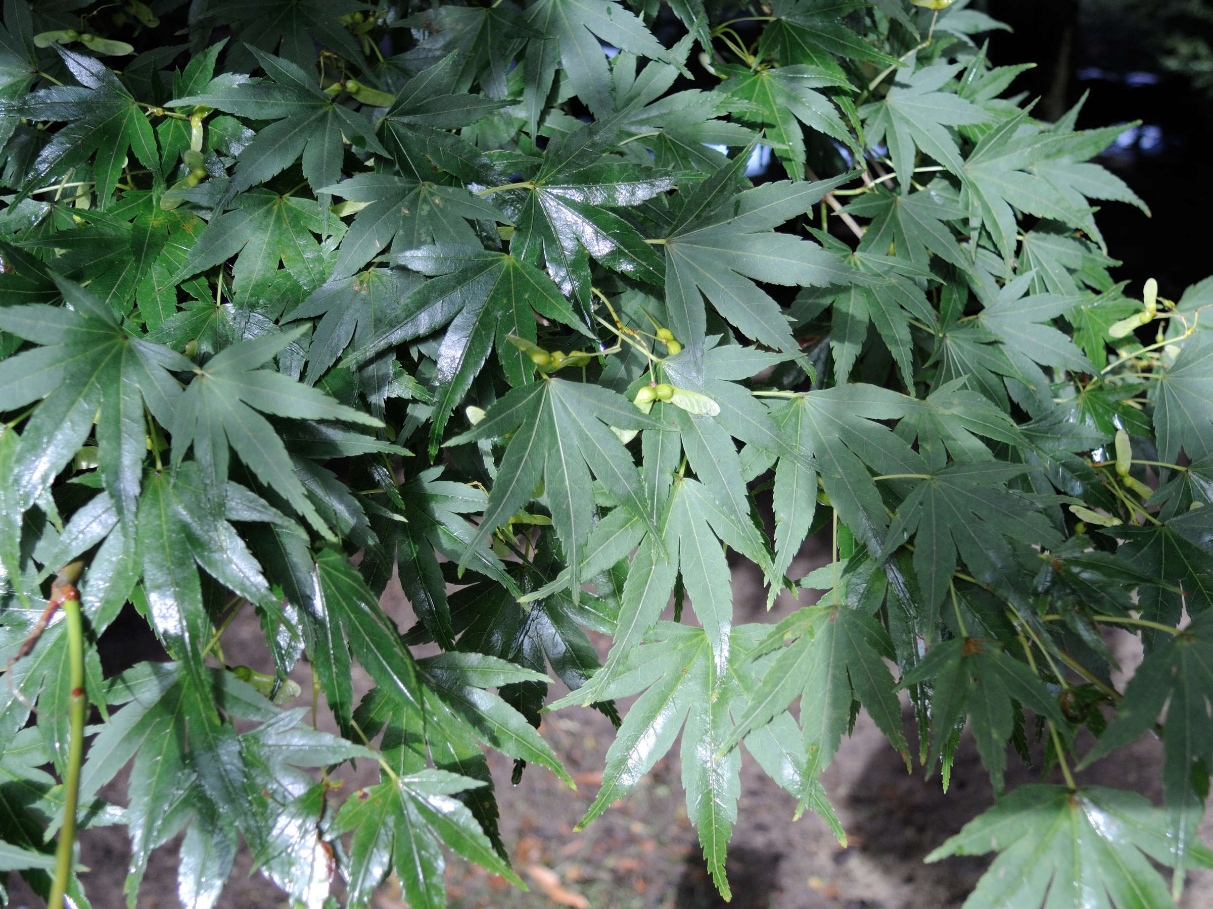 acer_japonicum2md
