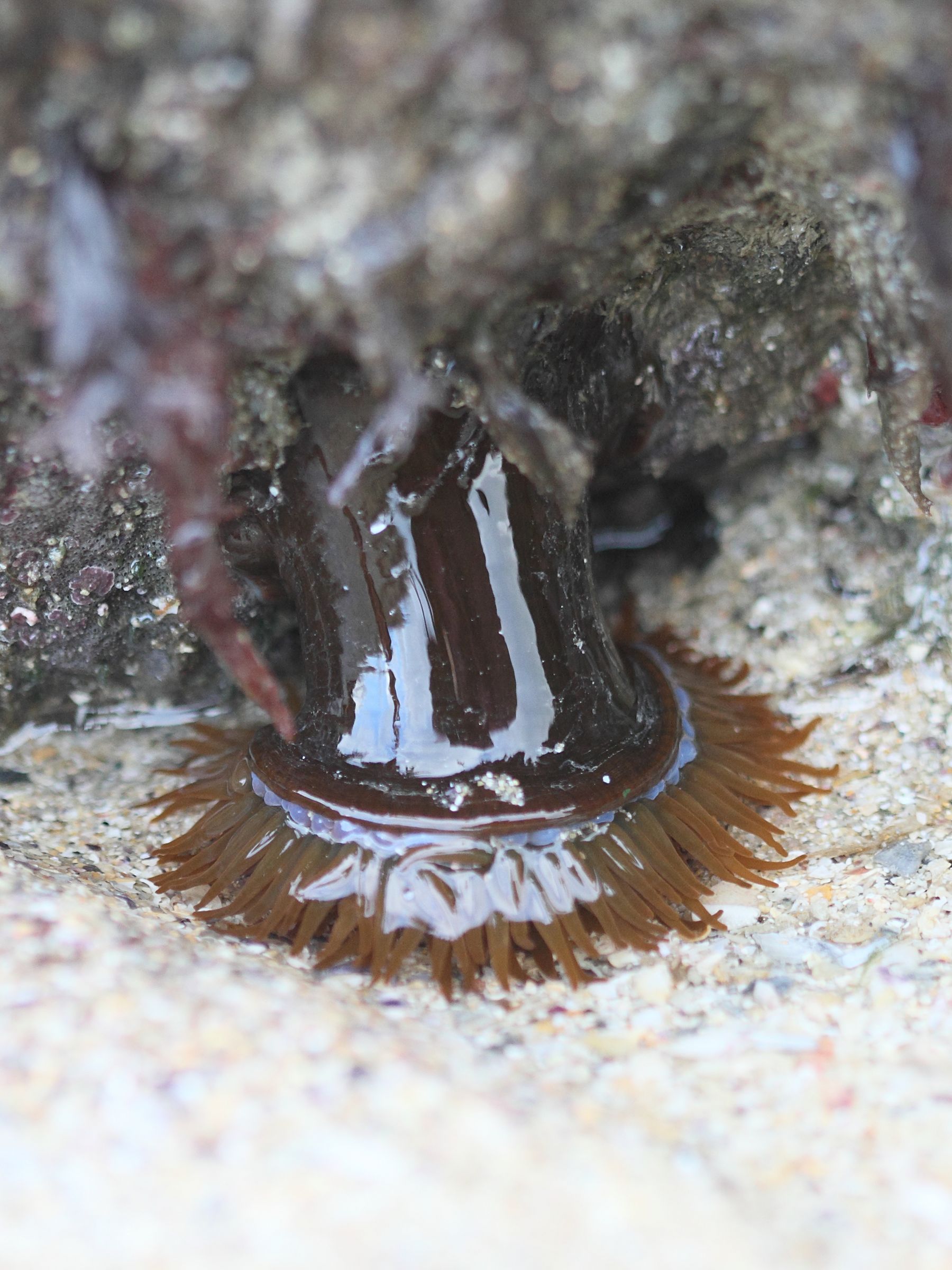 actinia_equina5bd