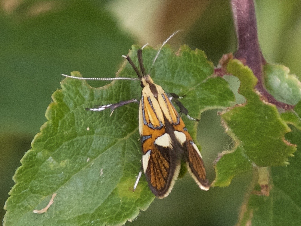 alabonia_geoffrella3md