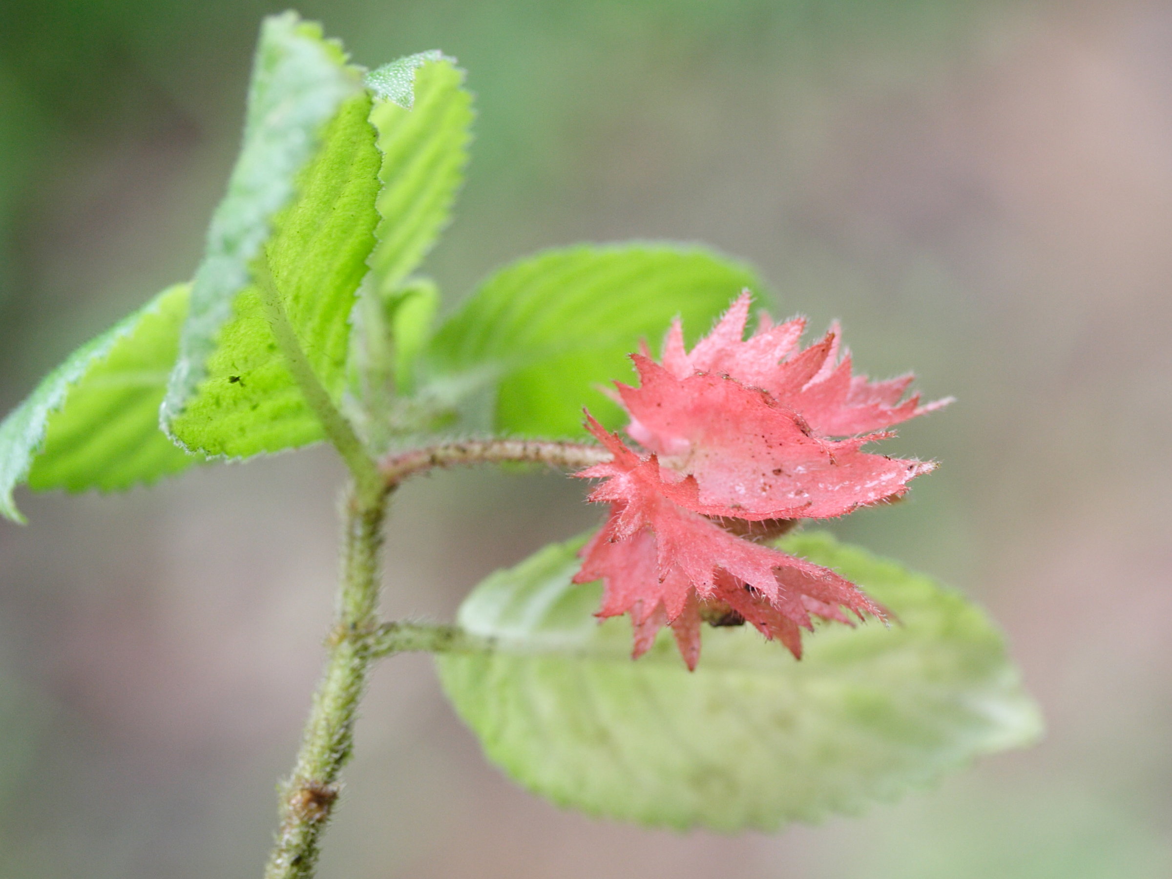 alloplectus_cristatus3md