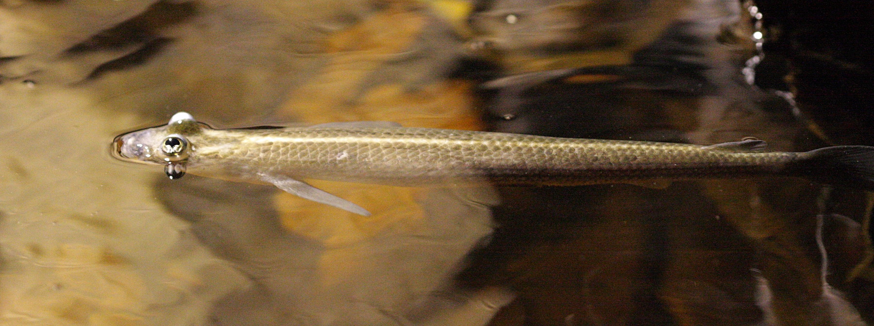 anableps_anableps3bd