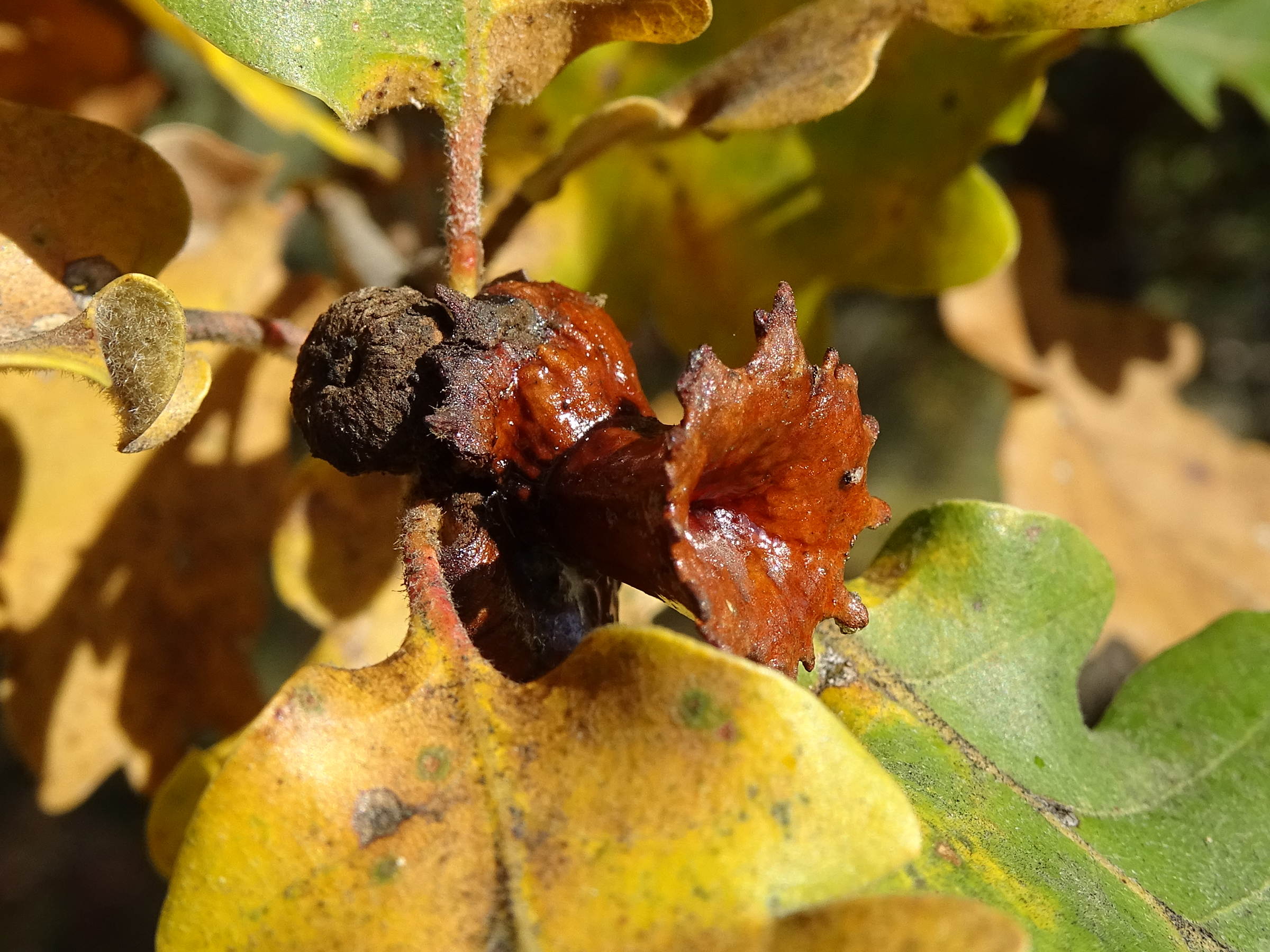 andricus_dentimitratus_galle1mv