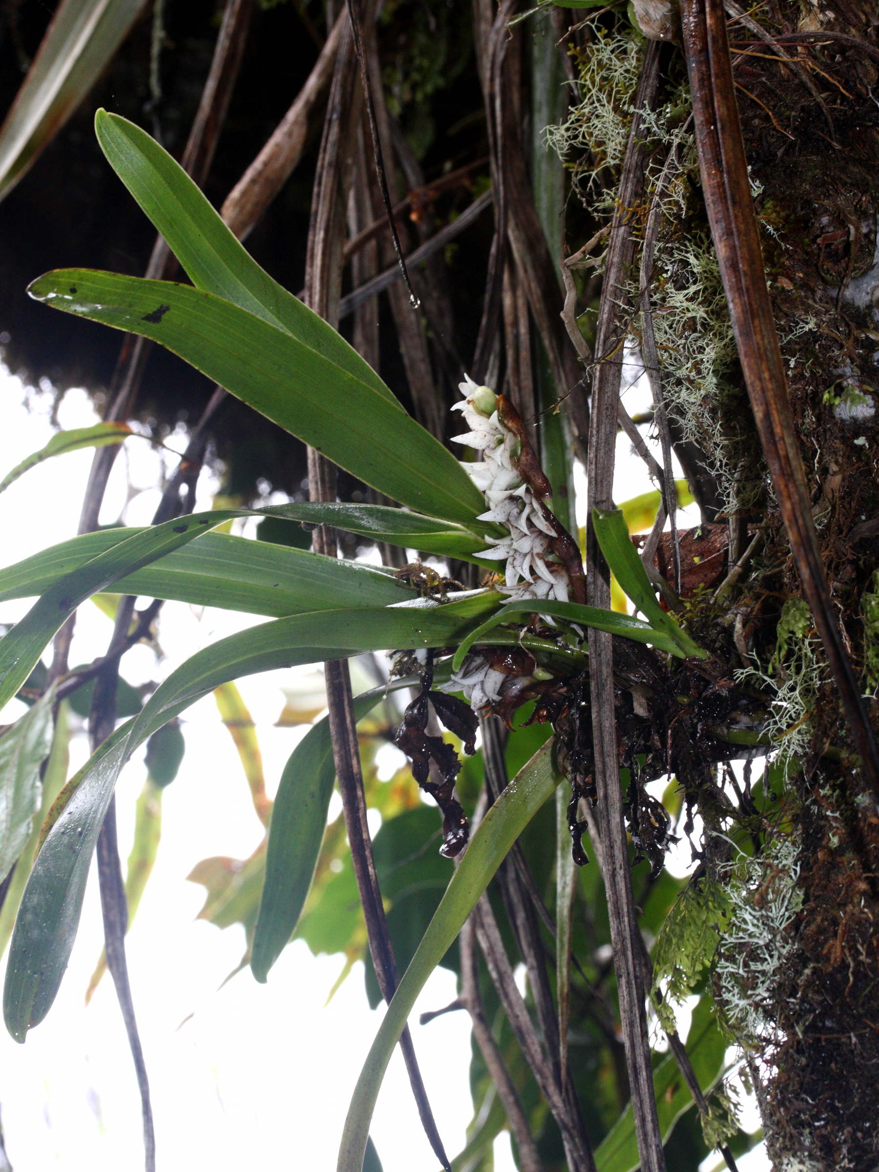 angraecum_striatum2md