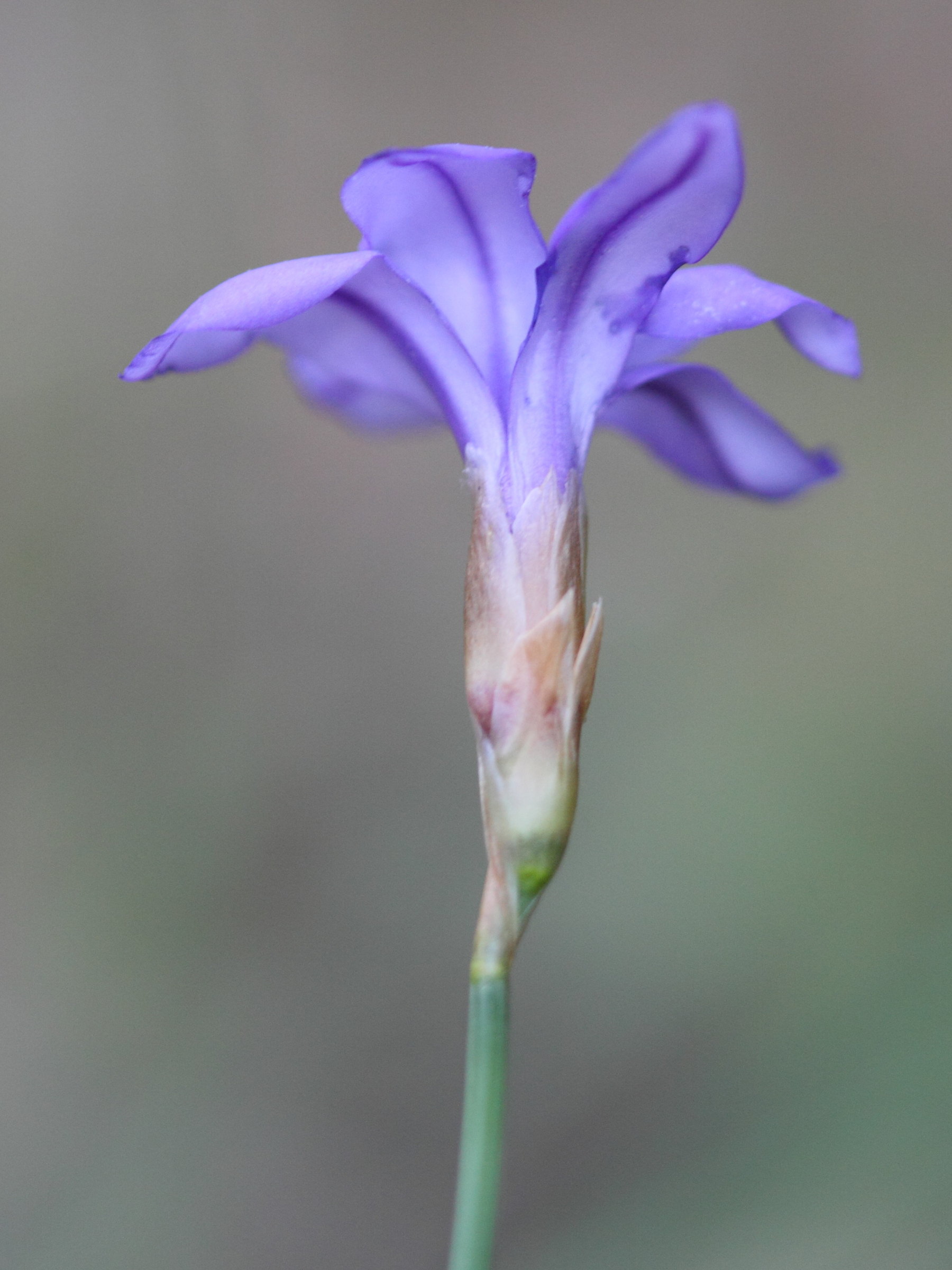 aphyllanthes_monspeliensis5bd