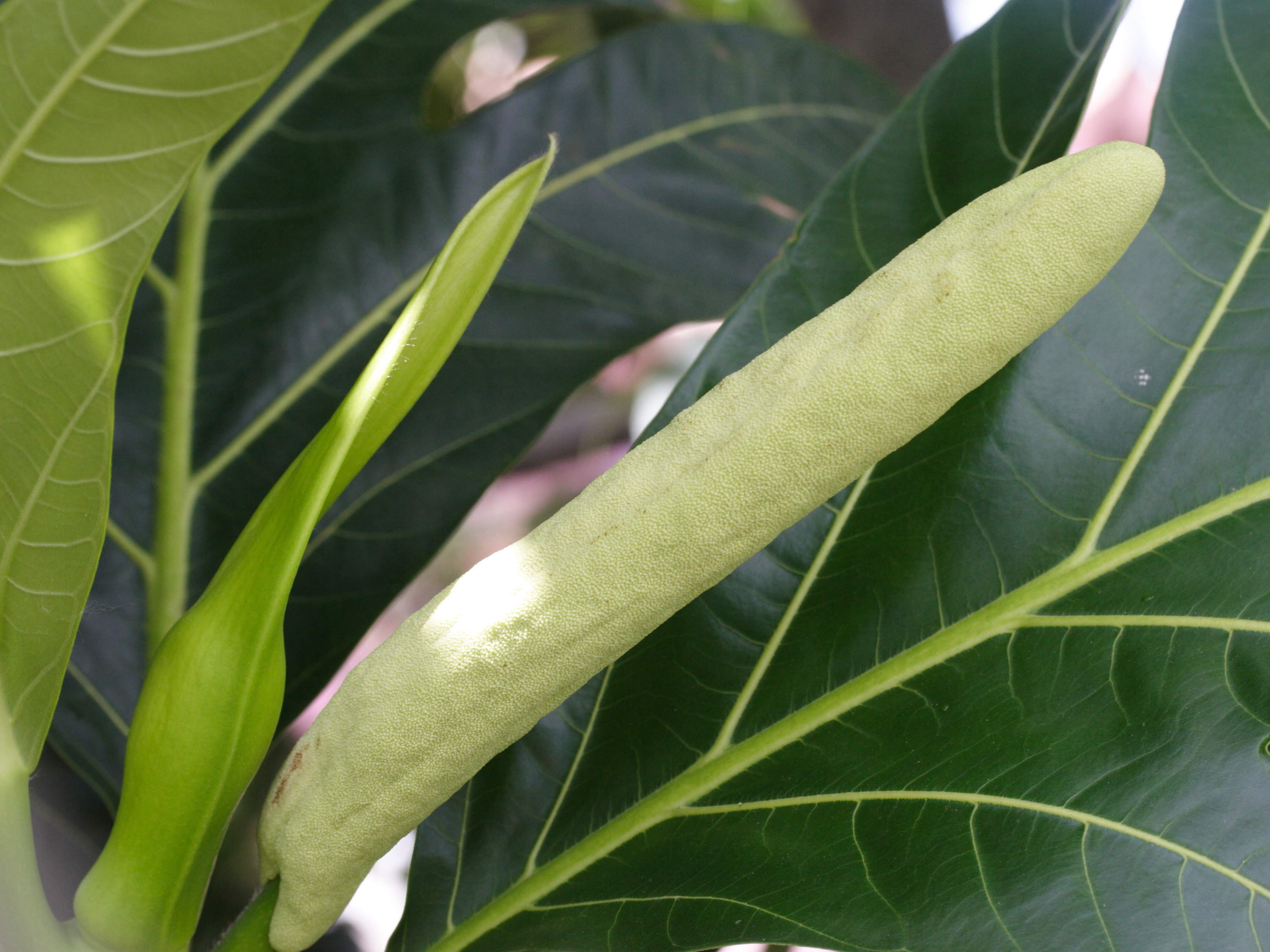 artocarpus_altilis9md